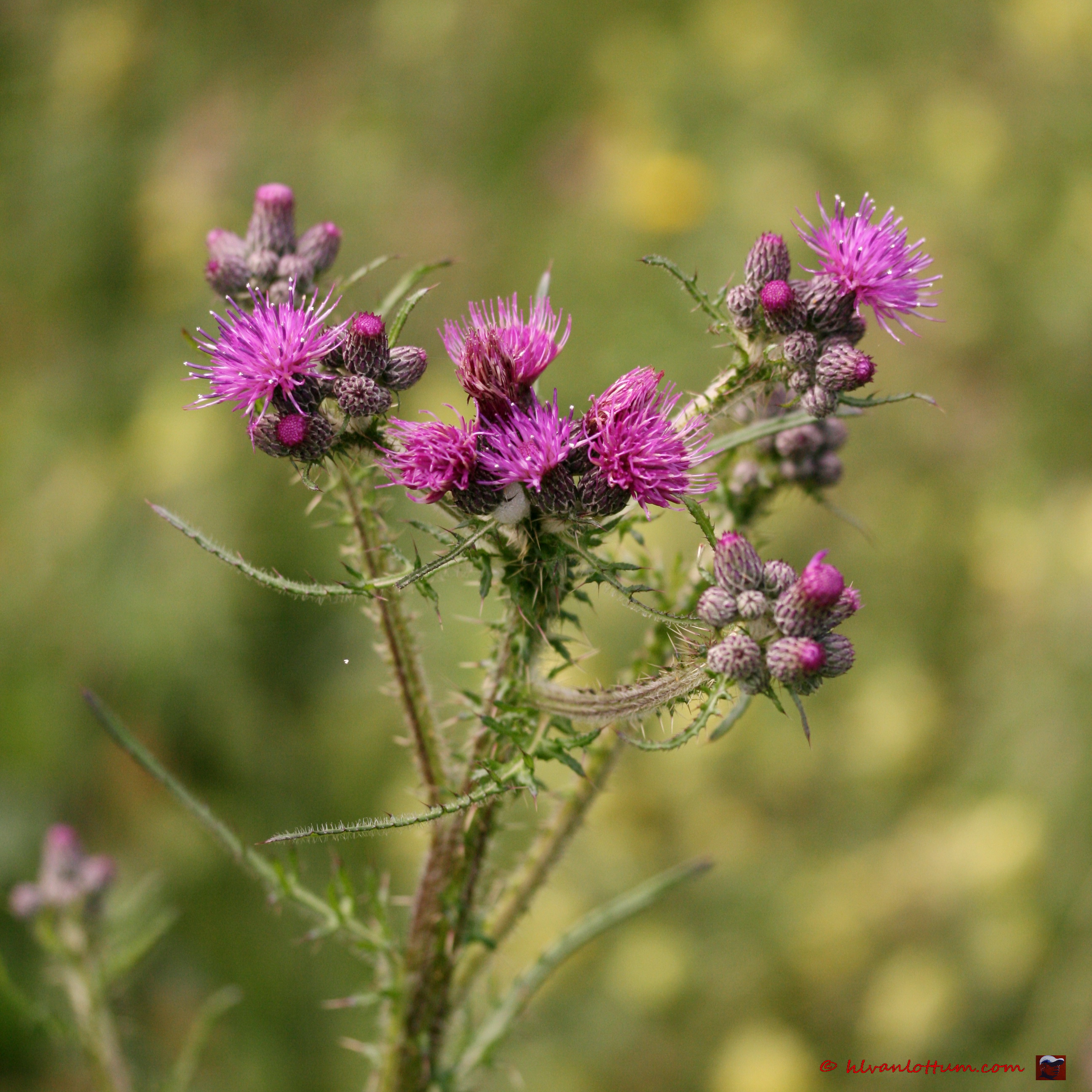 Kale jonker - cirsium palustre