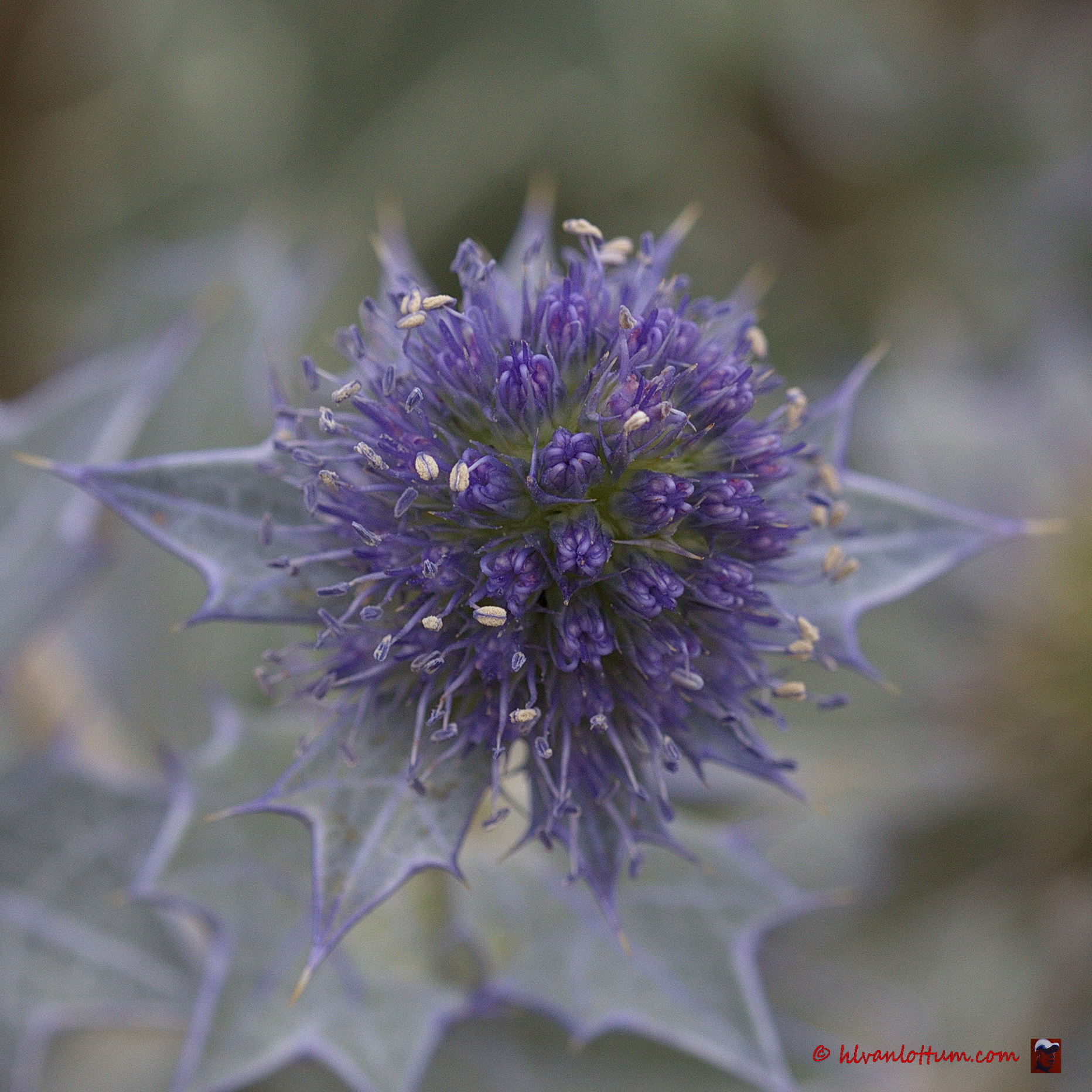 Zeedistel - erynchium maritimum