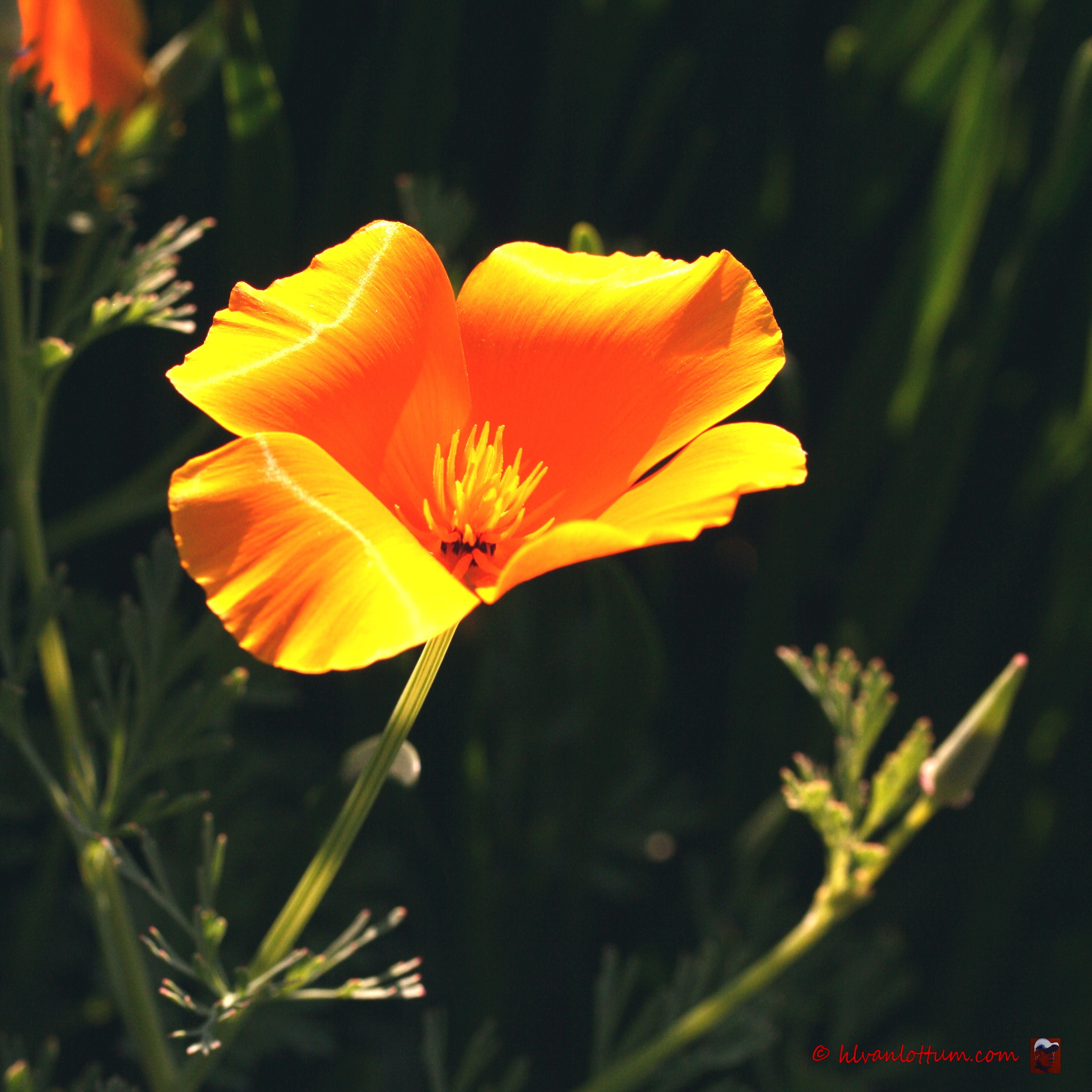 Slaapmutsje - eschsscholzia californica