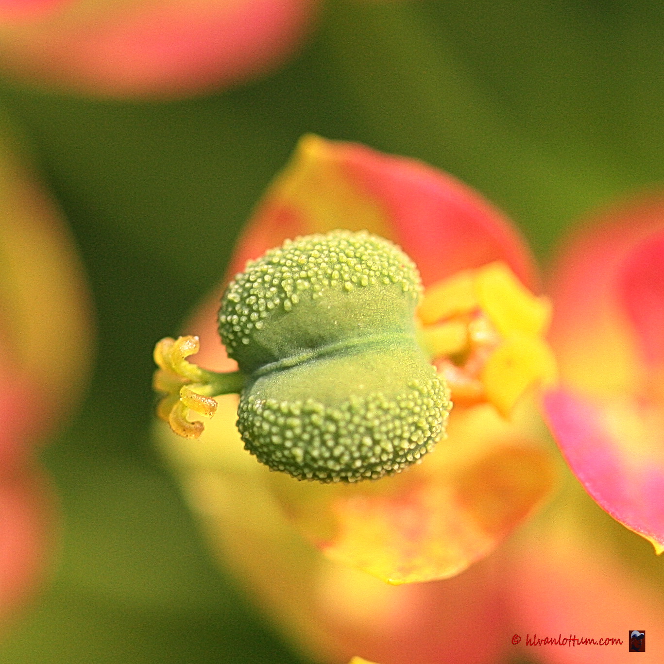 Euphorbia cyparissias