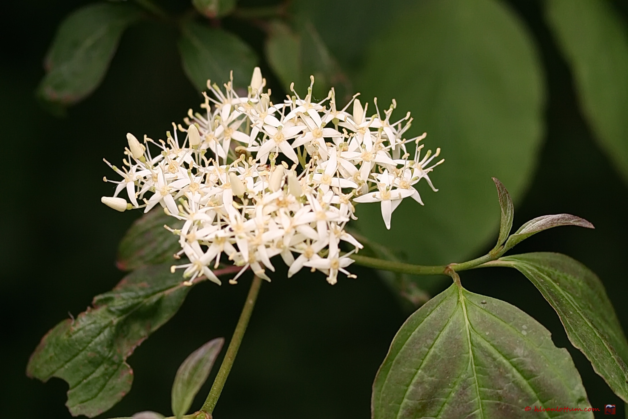Rode kornoelje - cornus_sanguinea