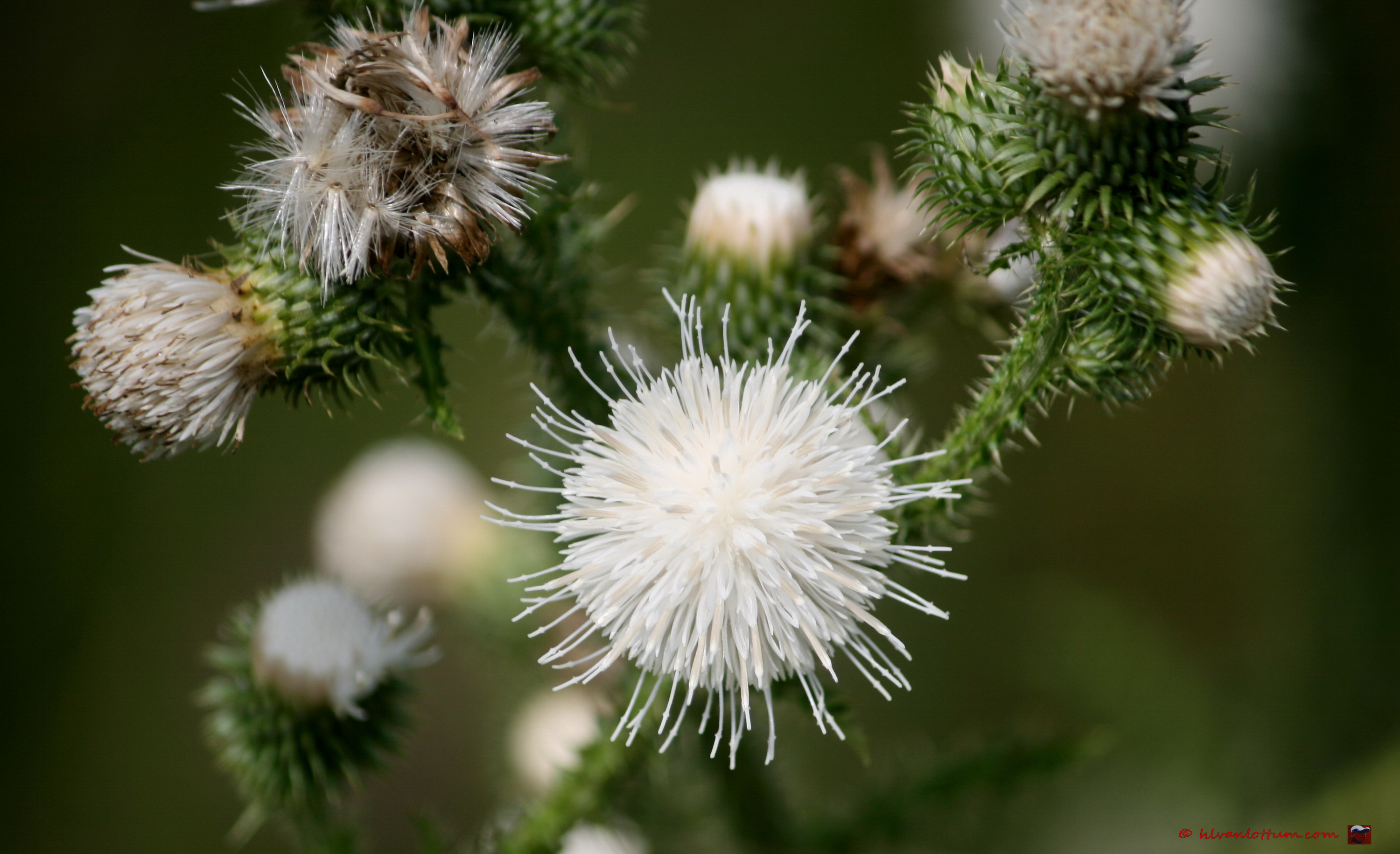 Witte kale jonker - cirsium palustre