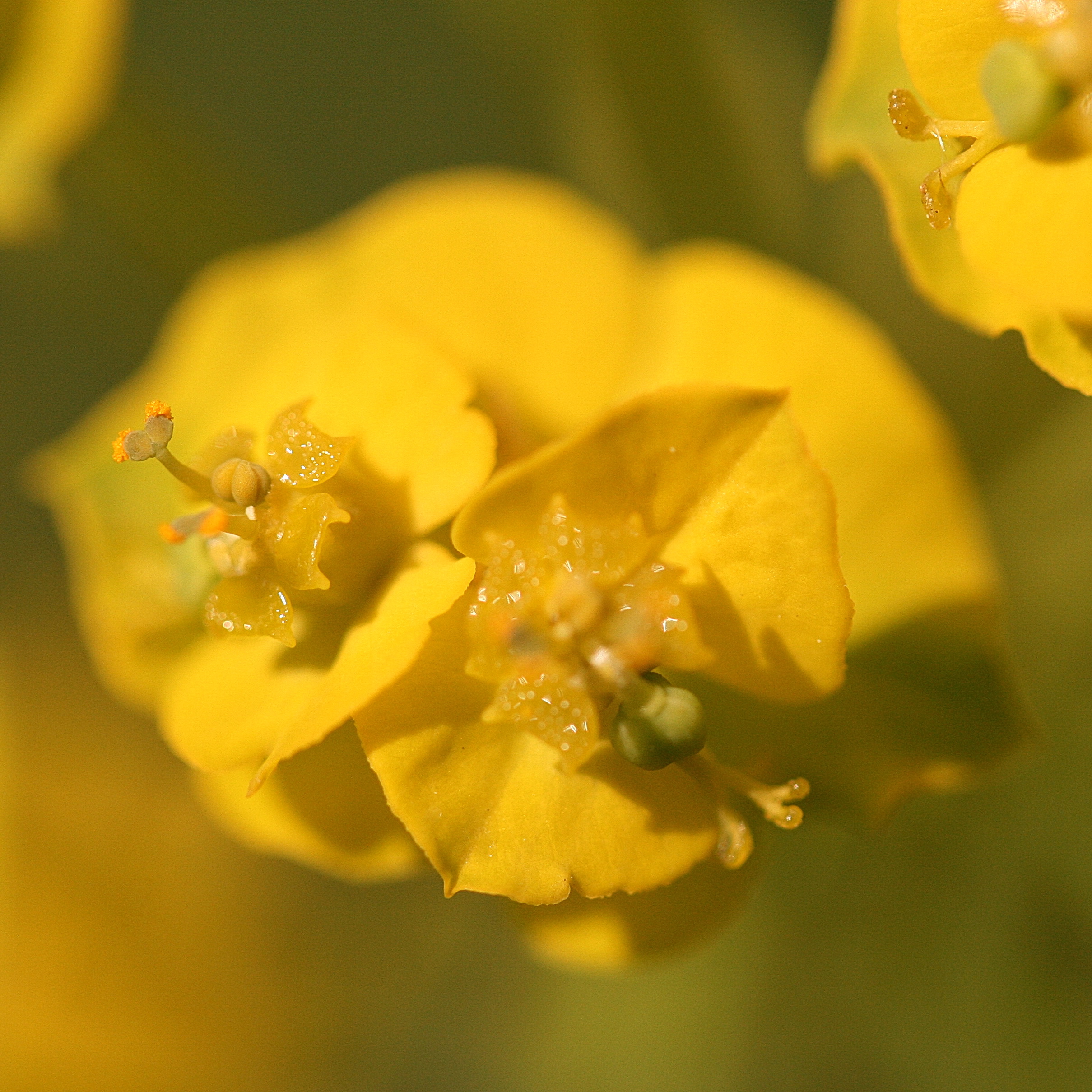 Heksenmelk - euphorbia esula