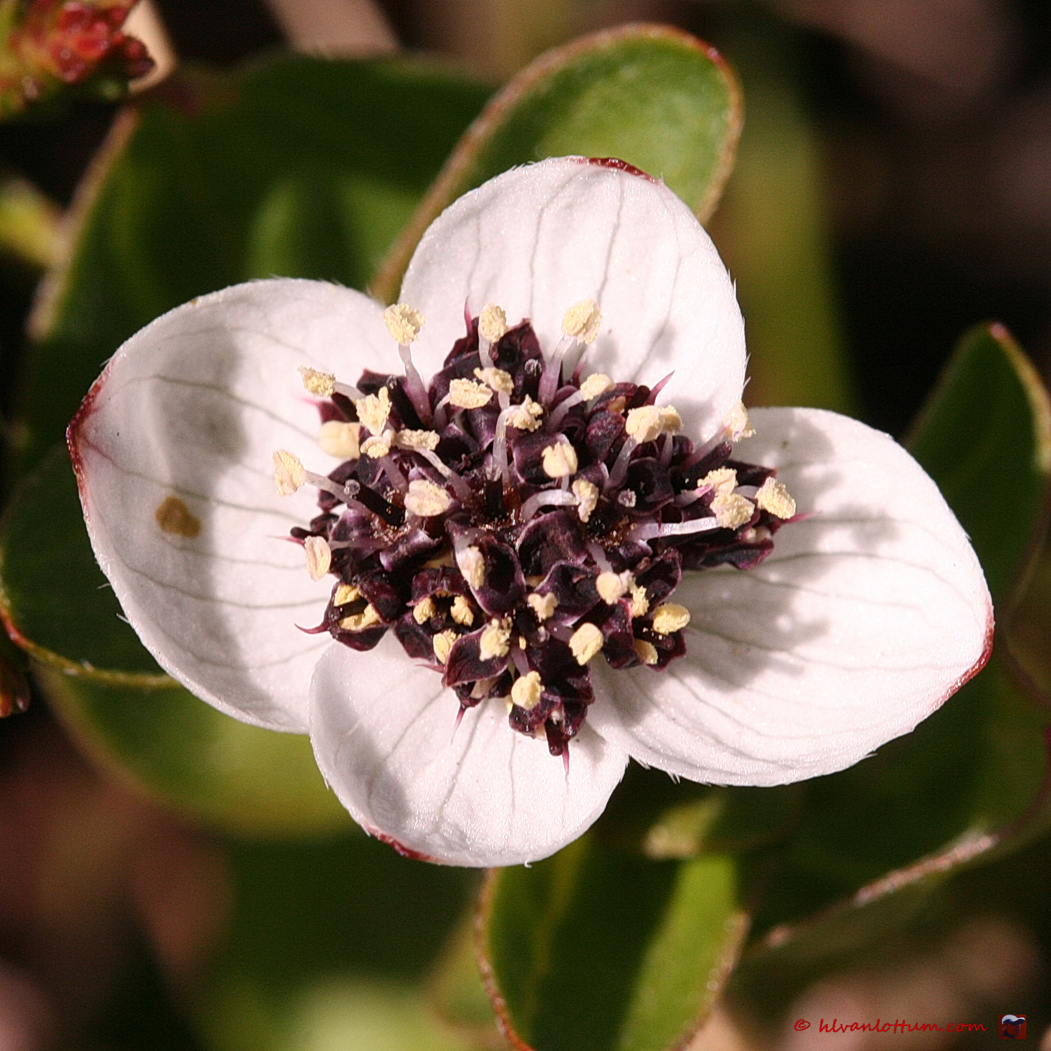 Zweedse kornoelje - cornus suecica