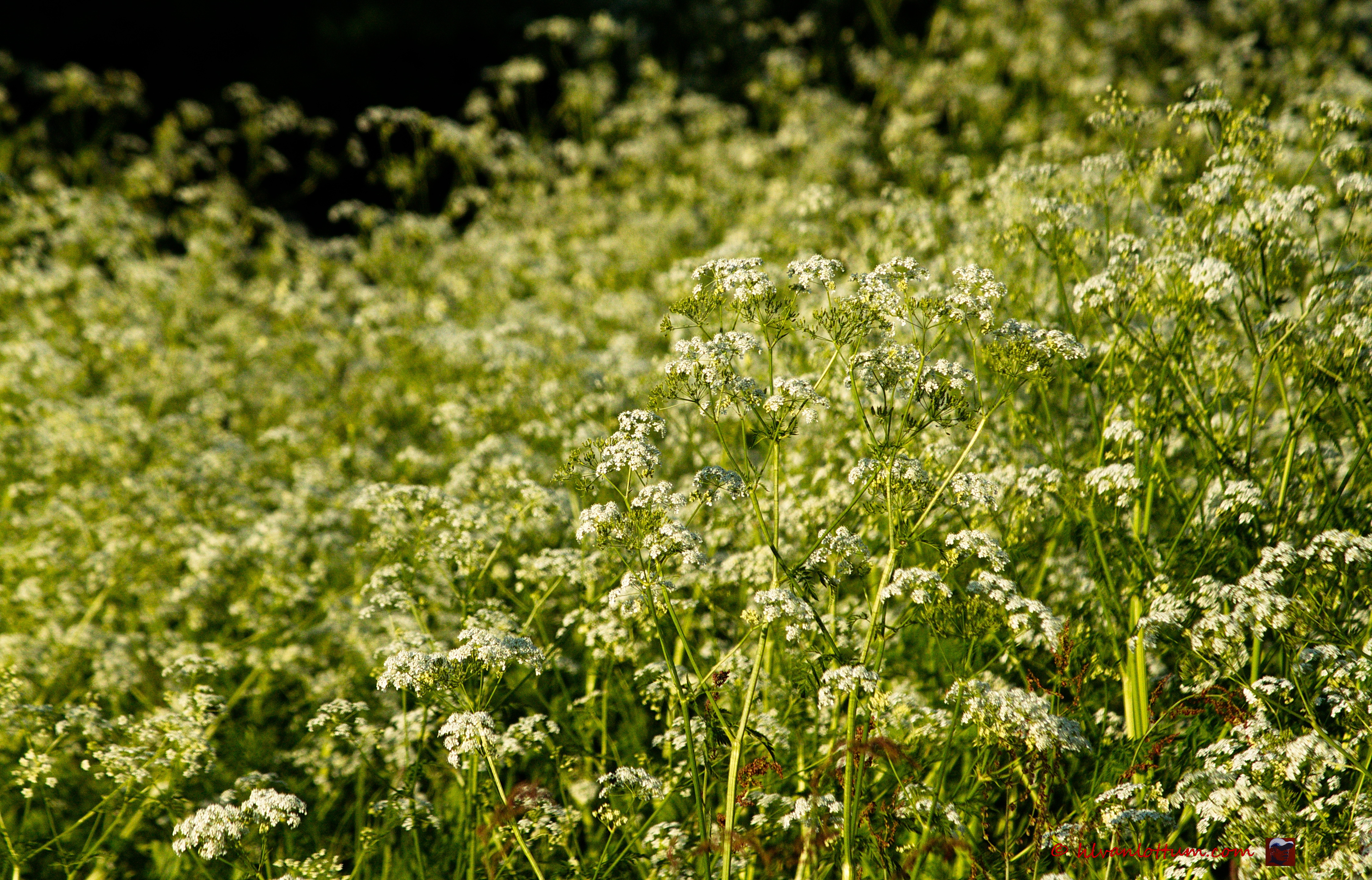 Fluitenkruid - anthriscus sylvestris