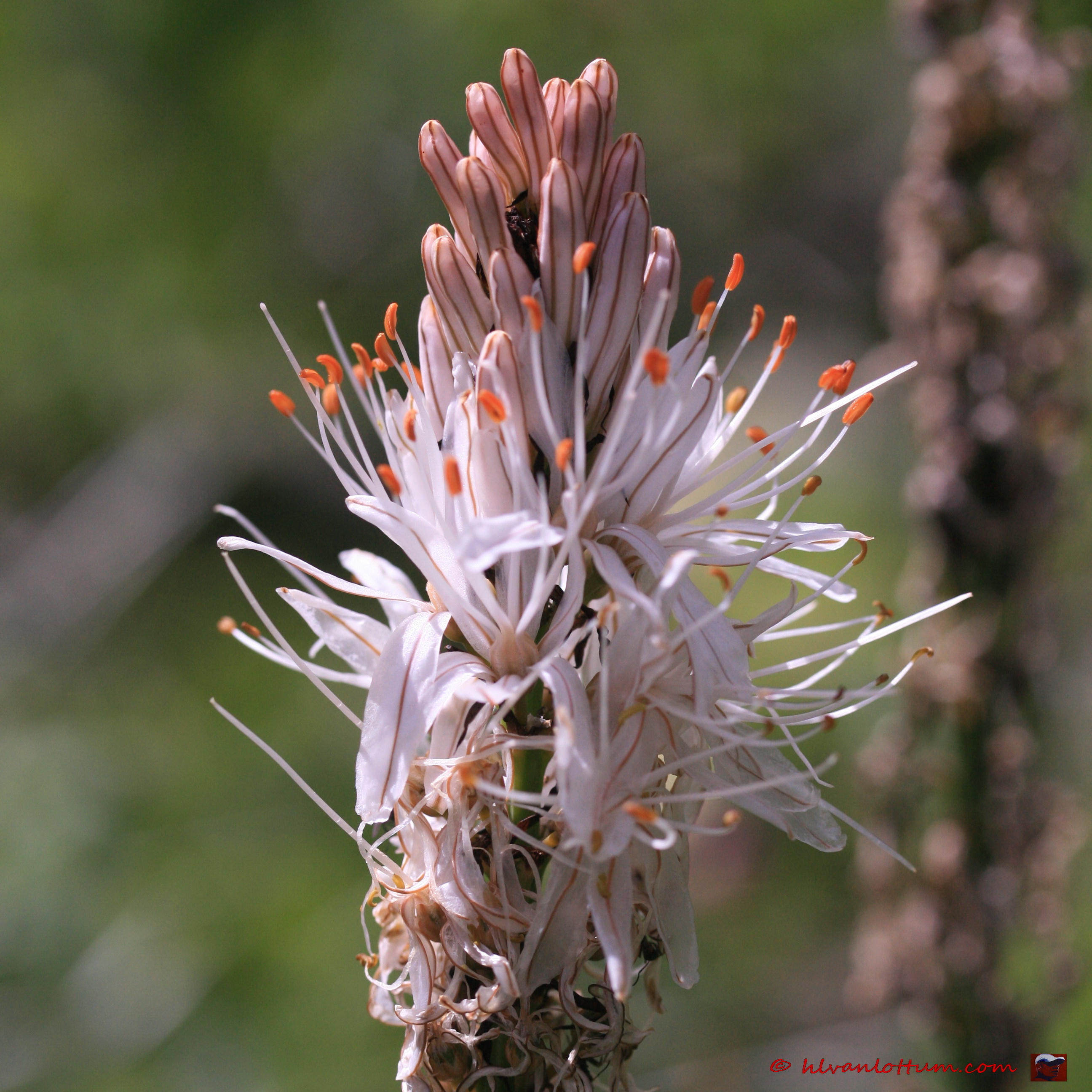 Affodil - asphodelus macrocarpus