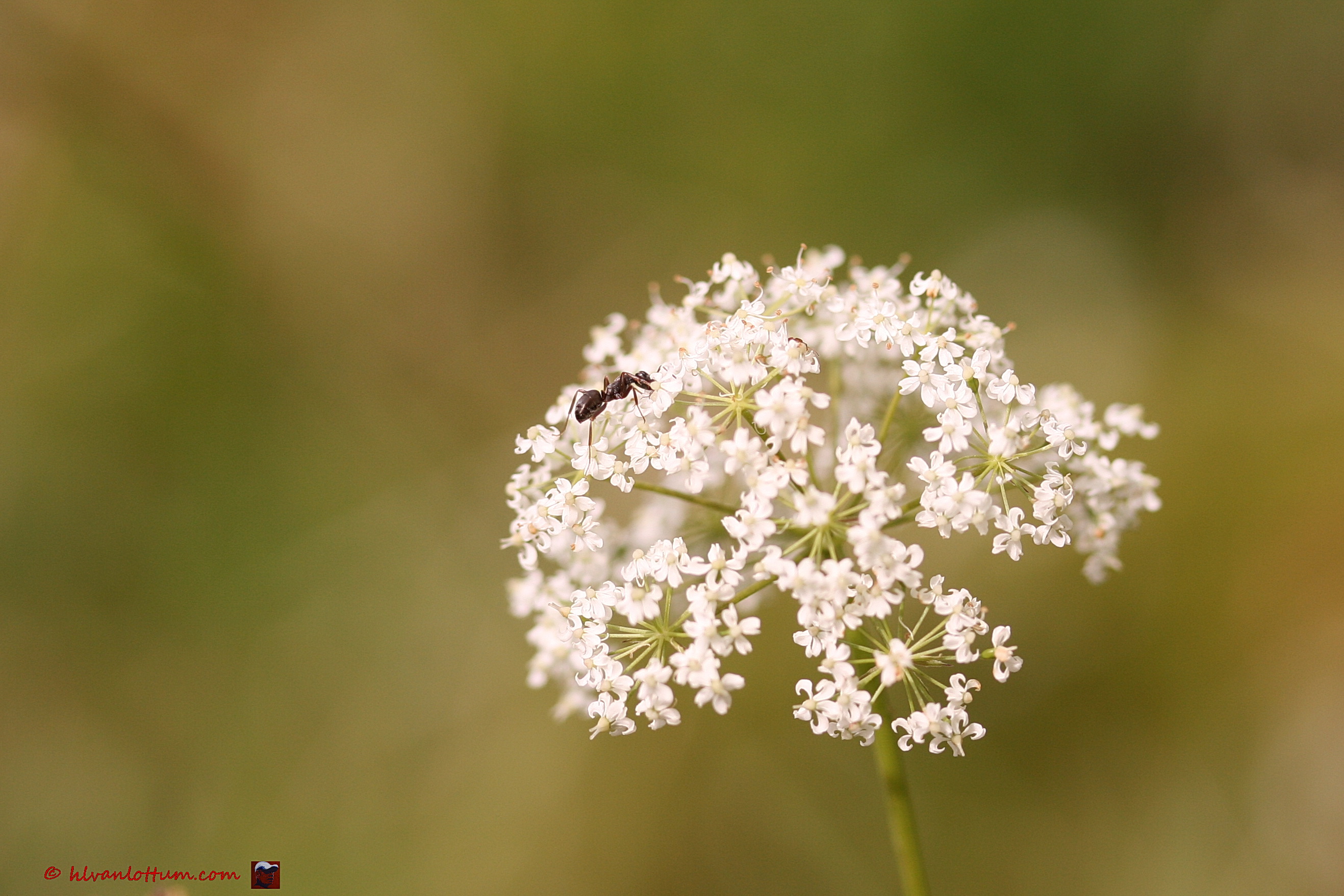 Franse aardkastanje - conopodium majus