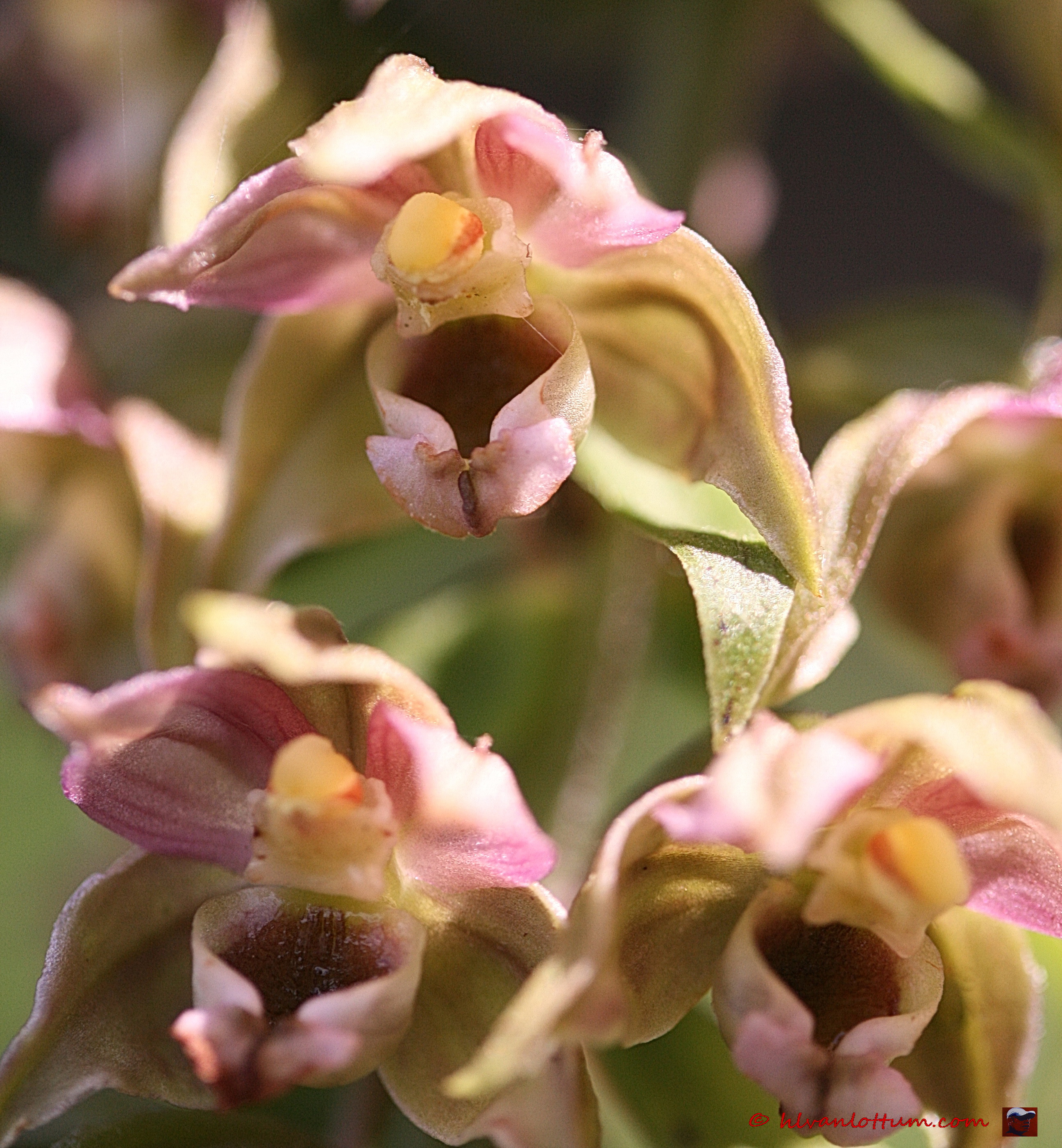 Brede wespenorchis - epipactis helleborine