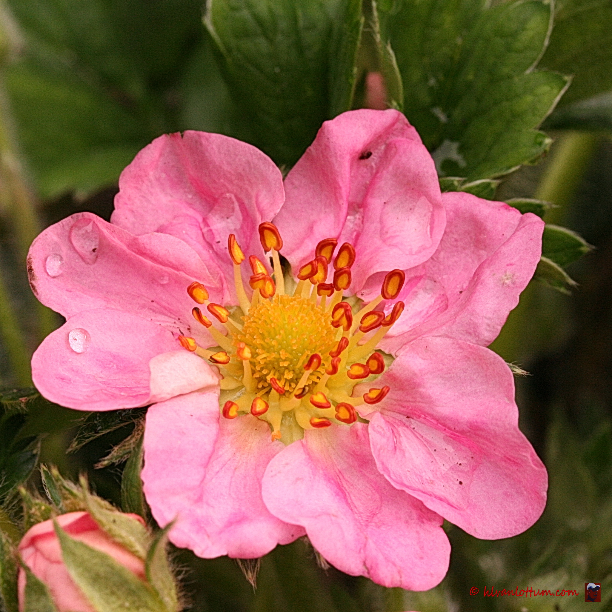 Roze aardbei - fragaria pink panda