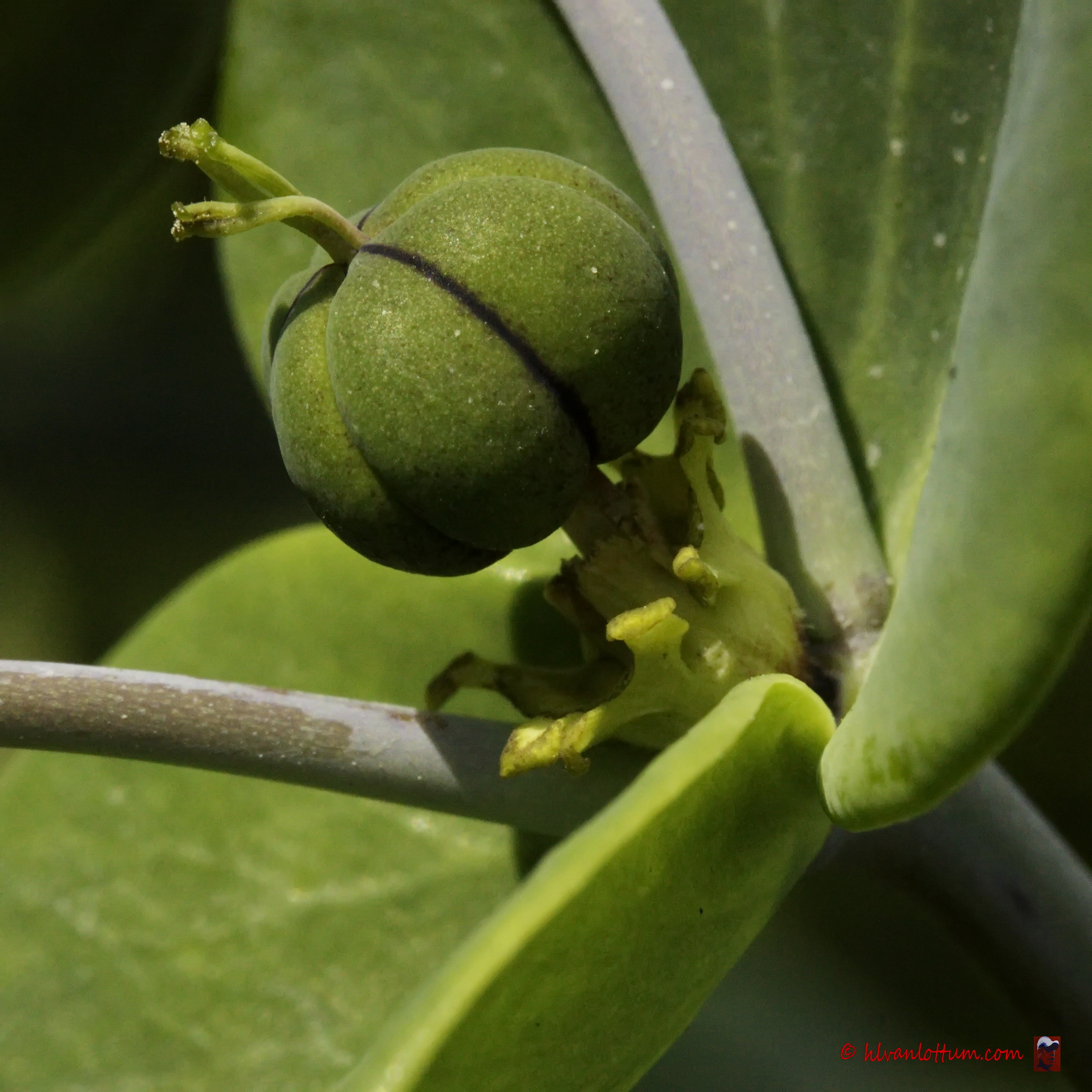 Kruisbladige wolfsmelk - euphorbia lathyris