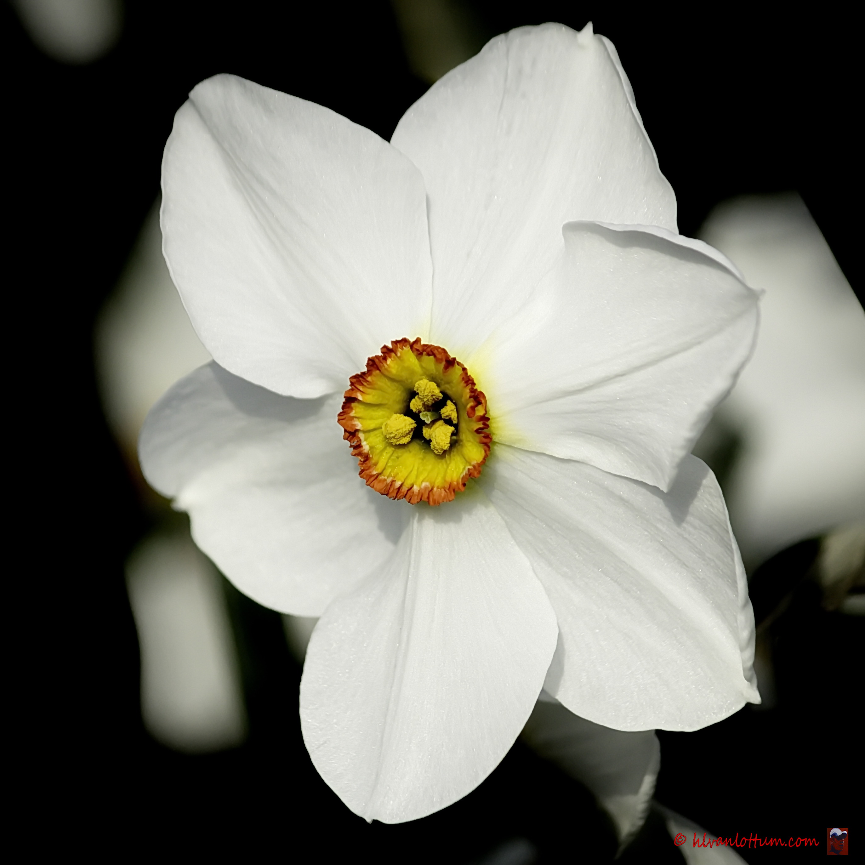 Narcissus poeticus