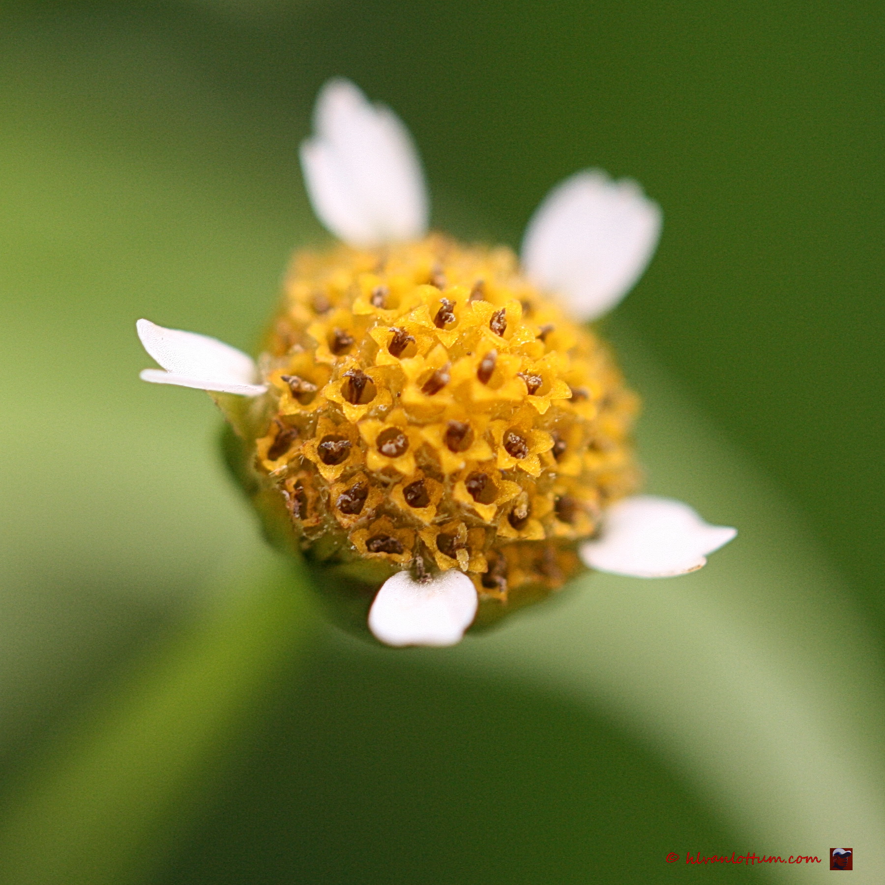 Kaal knopkruid - galinsoga parviflora