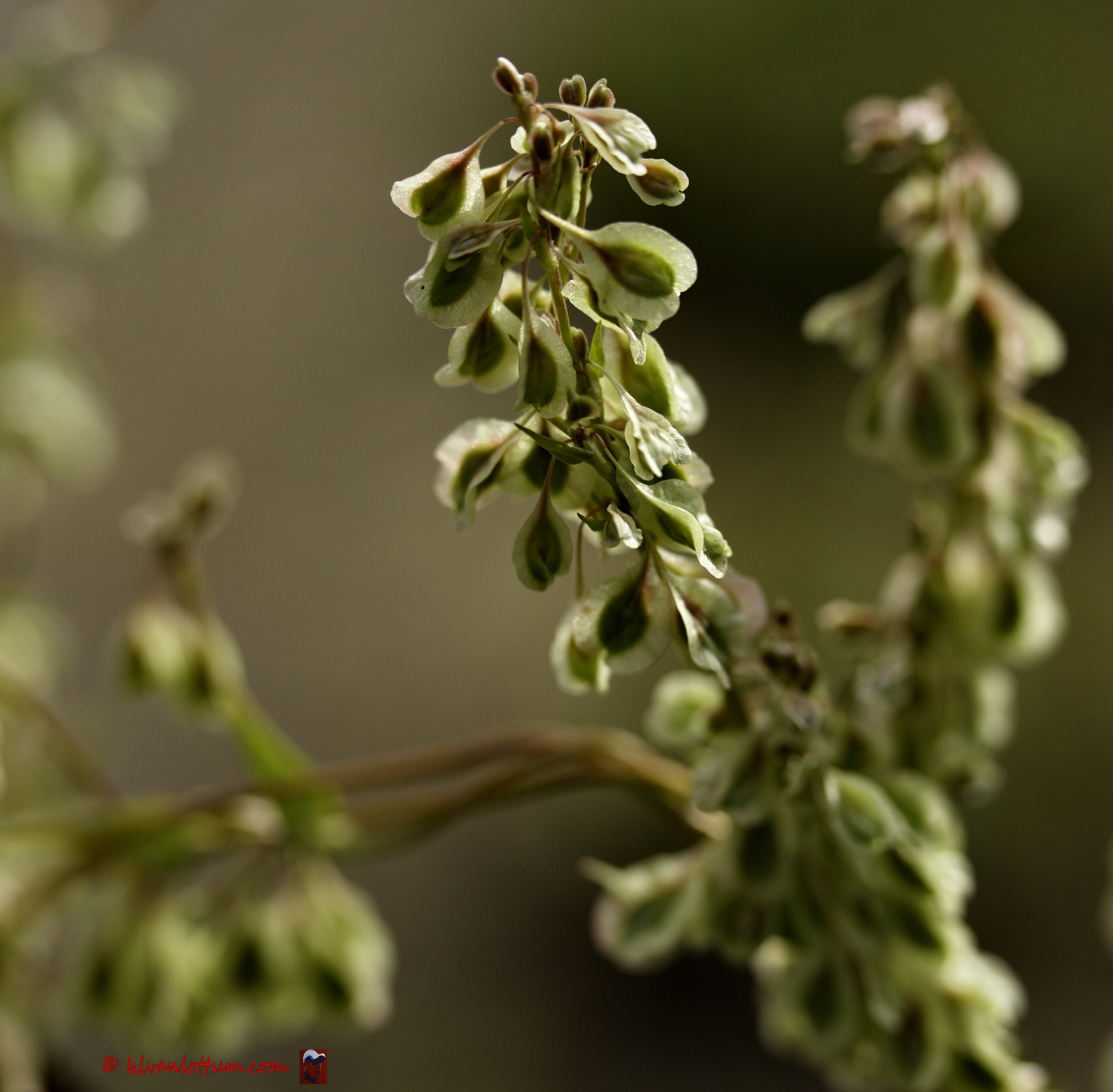 Heggenduizendknoop - Fallopia_dumetorum