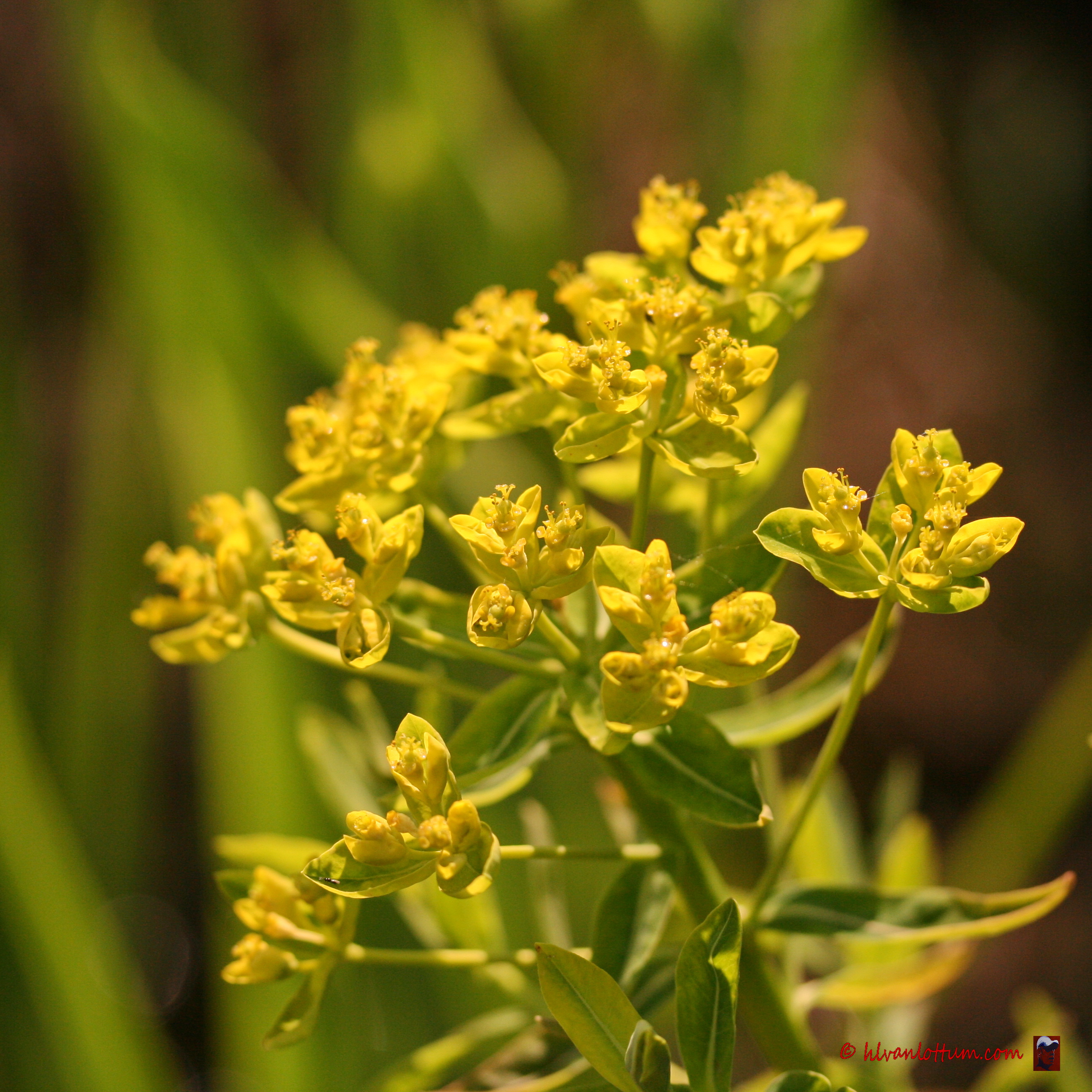 Moeraswolfsmelk - euphorbia palustris