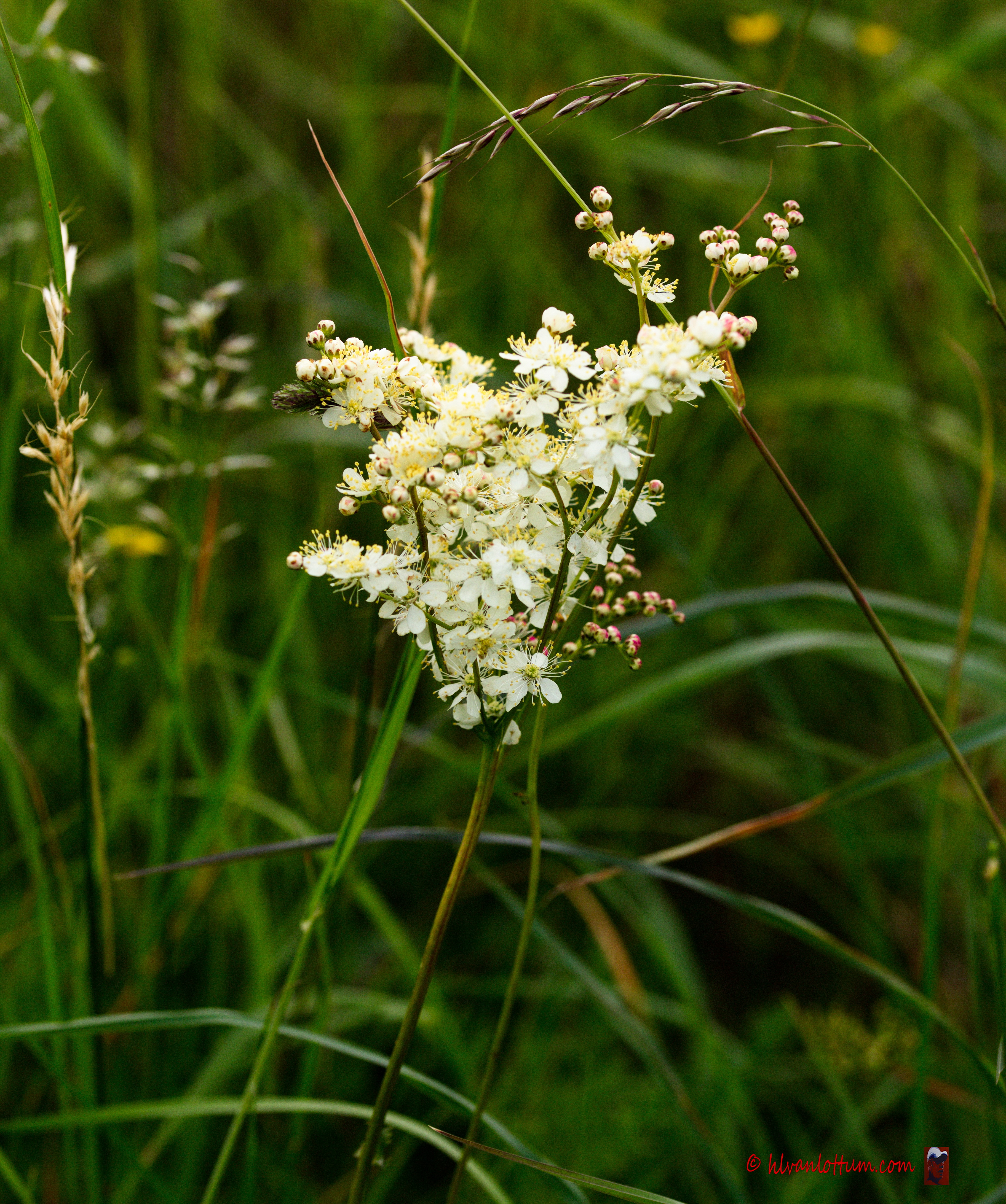 Knolspirea - filipendula vulgaris