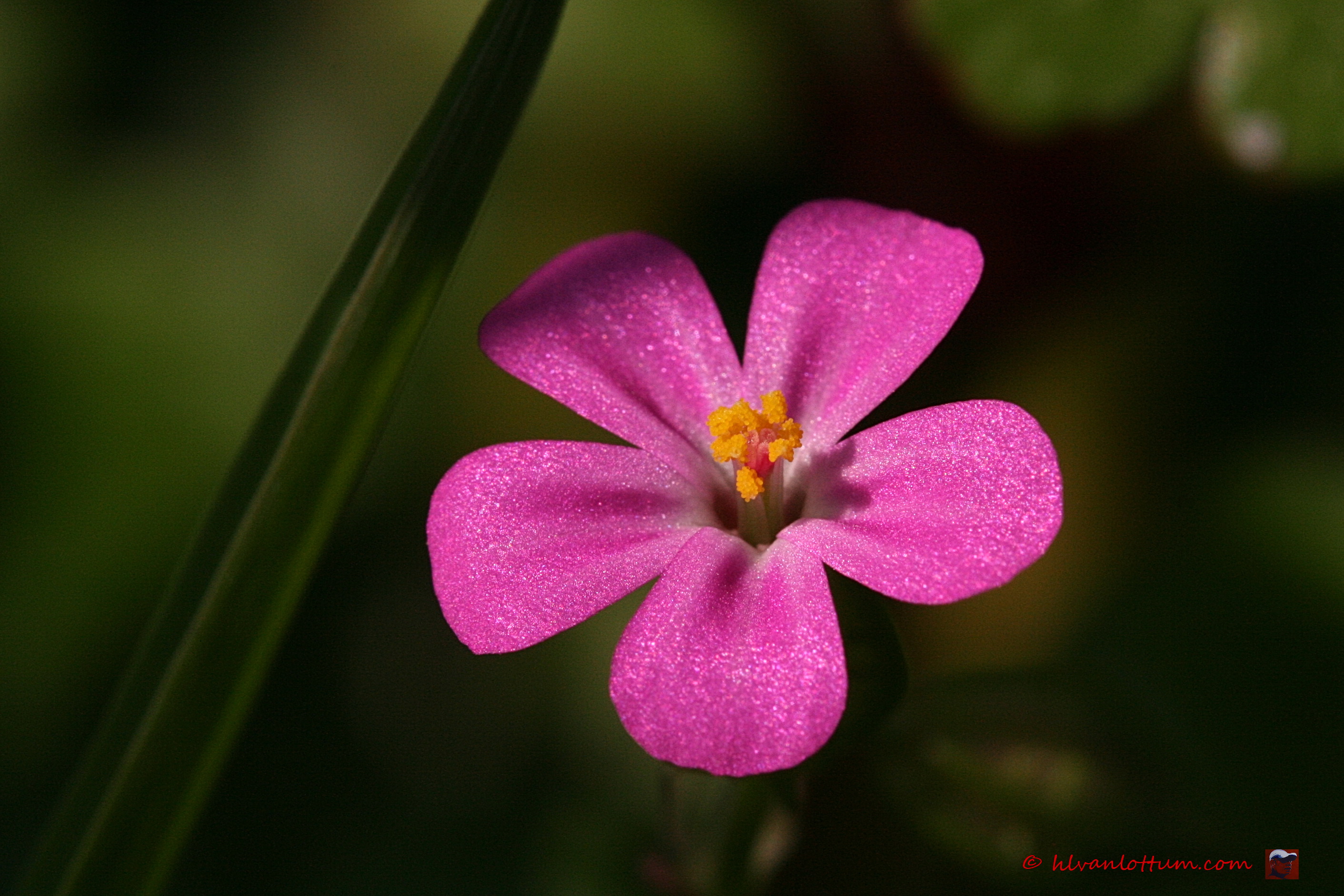 Glanzige ooievaarsbek - geranium lucidum