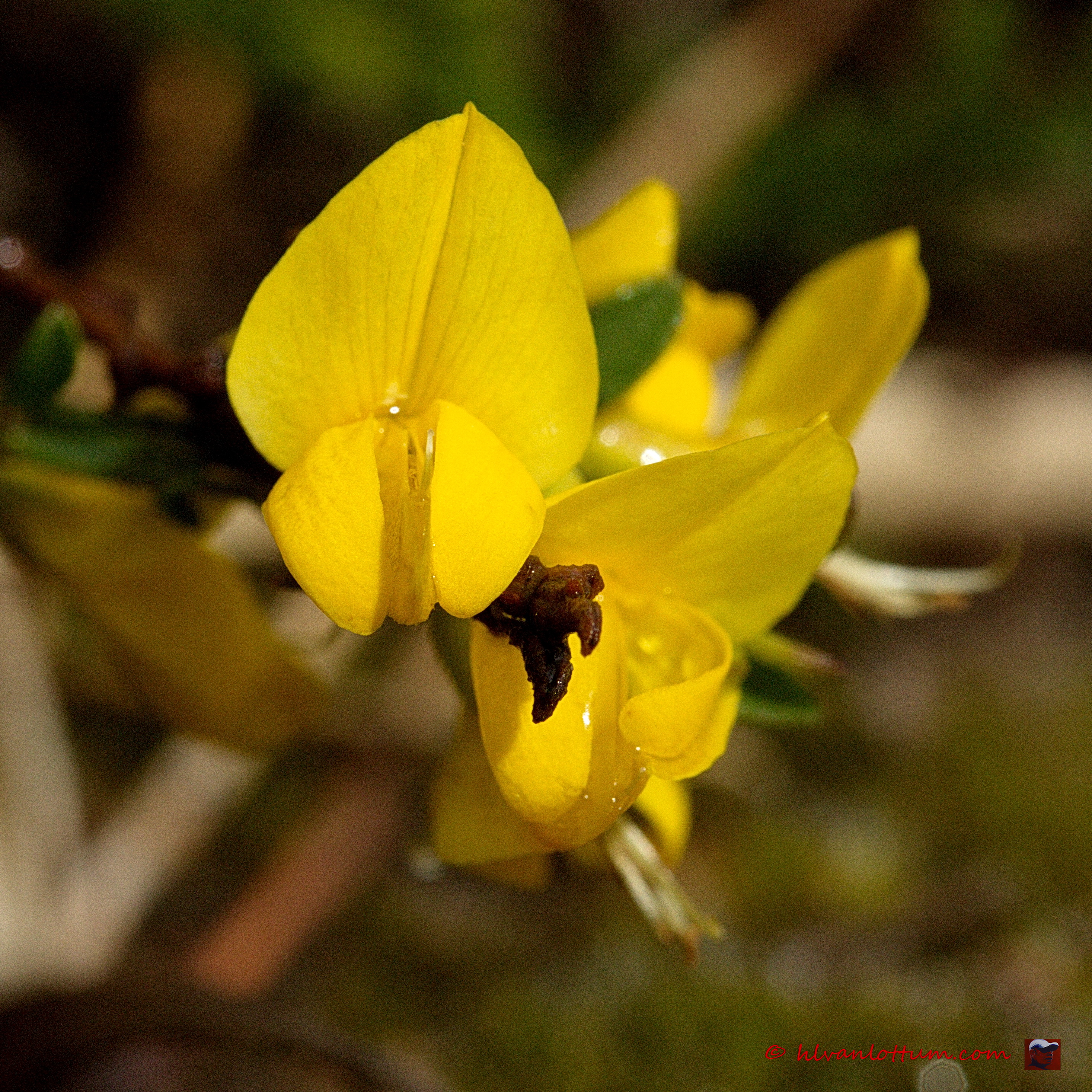 Kruipbrem - genista pilosa