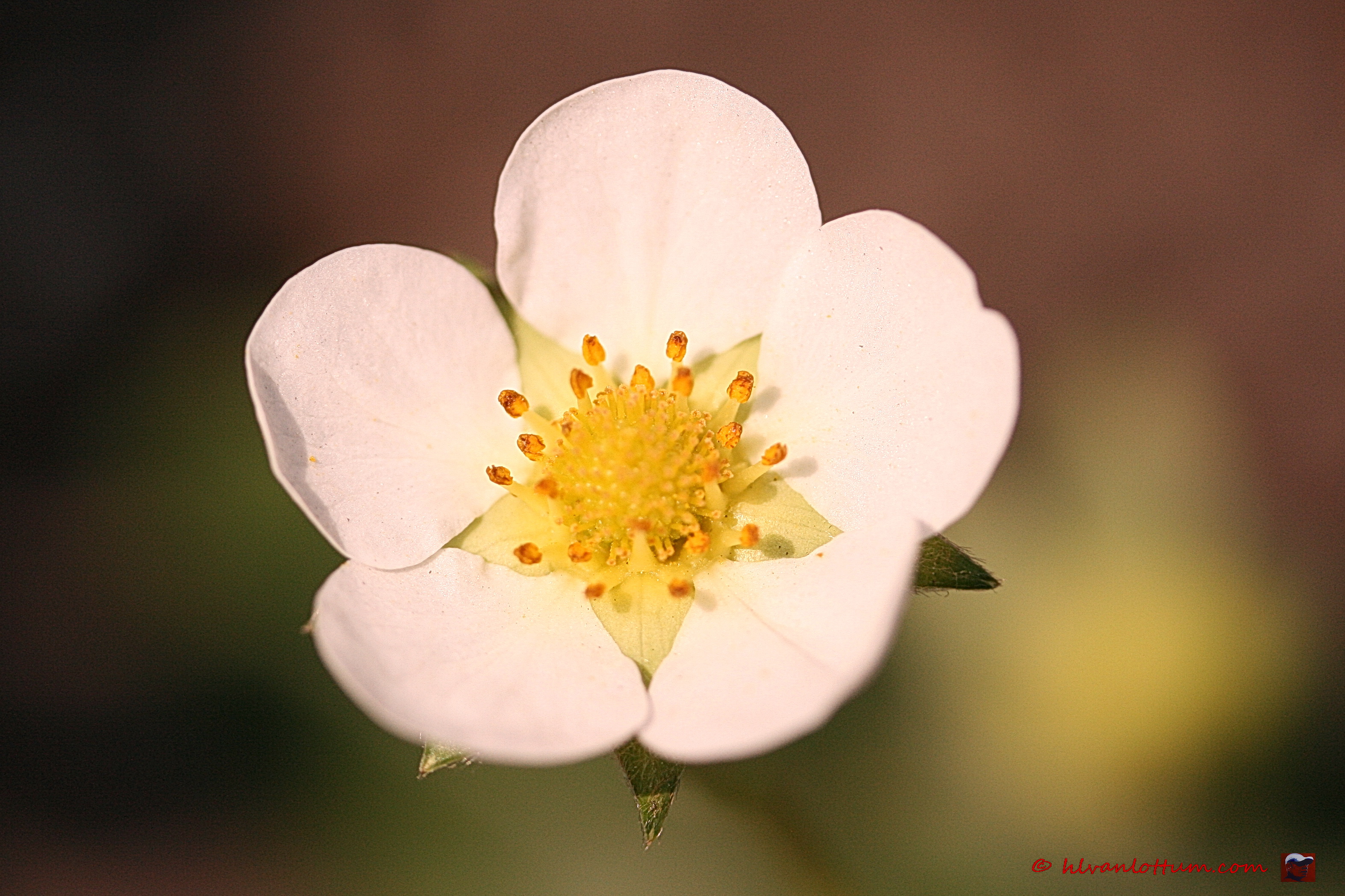 Aardbei - fragaria_x_ananassa