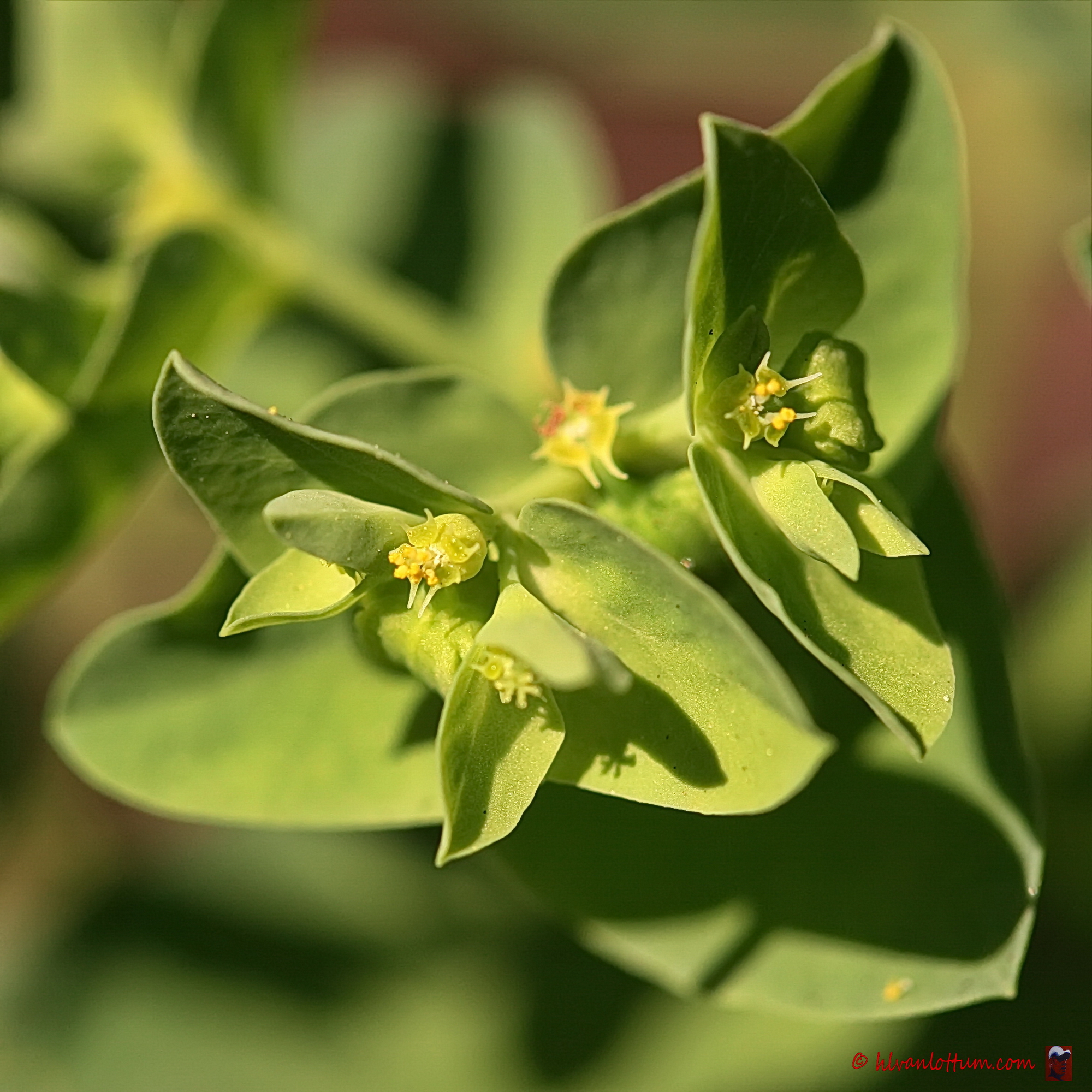 Tuinwolfsmelk - euphorbia peplus