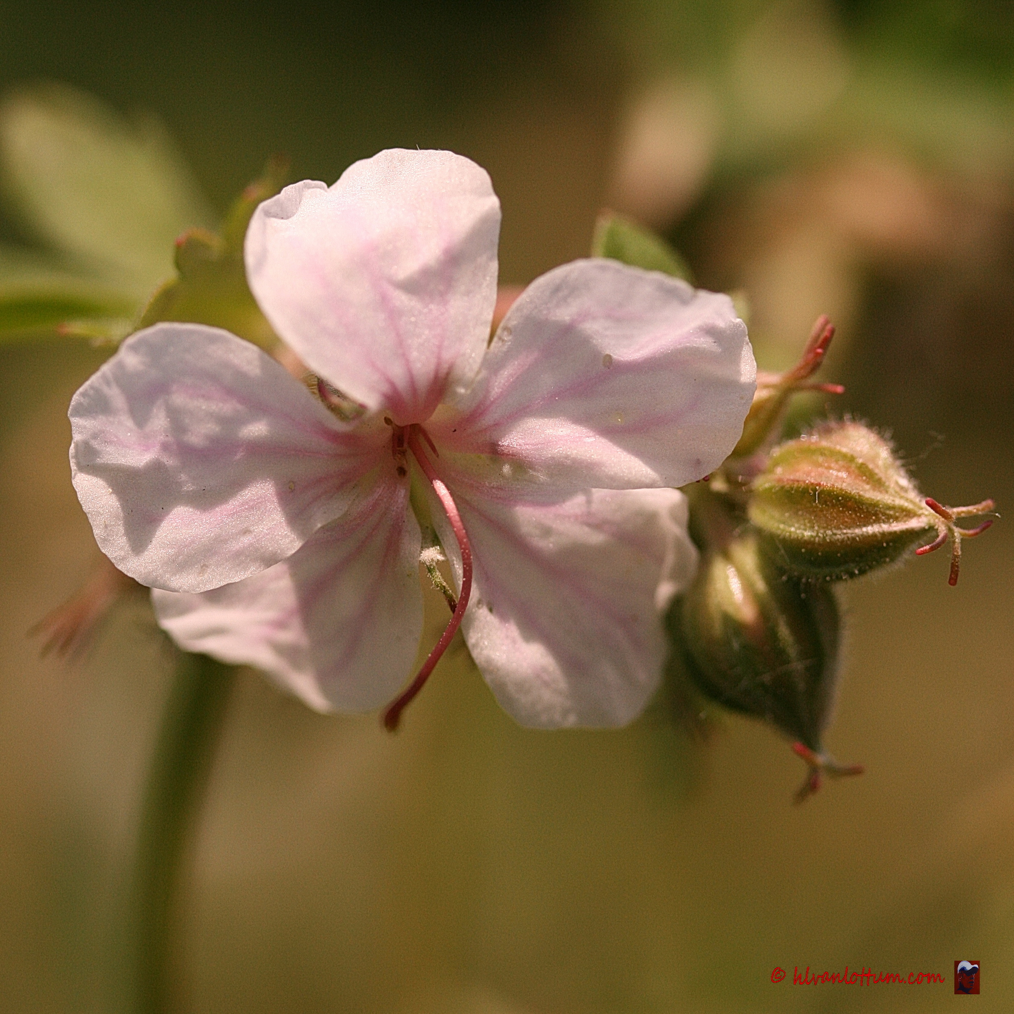 Witte rotsgeranium - geranium macrorrhizum album