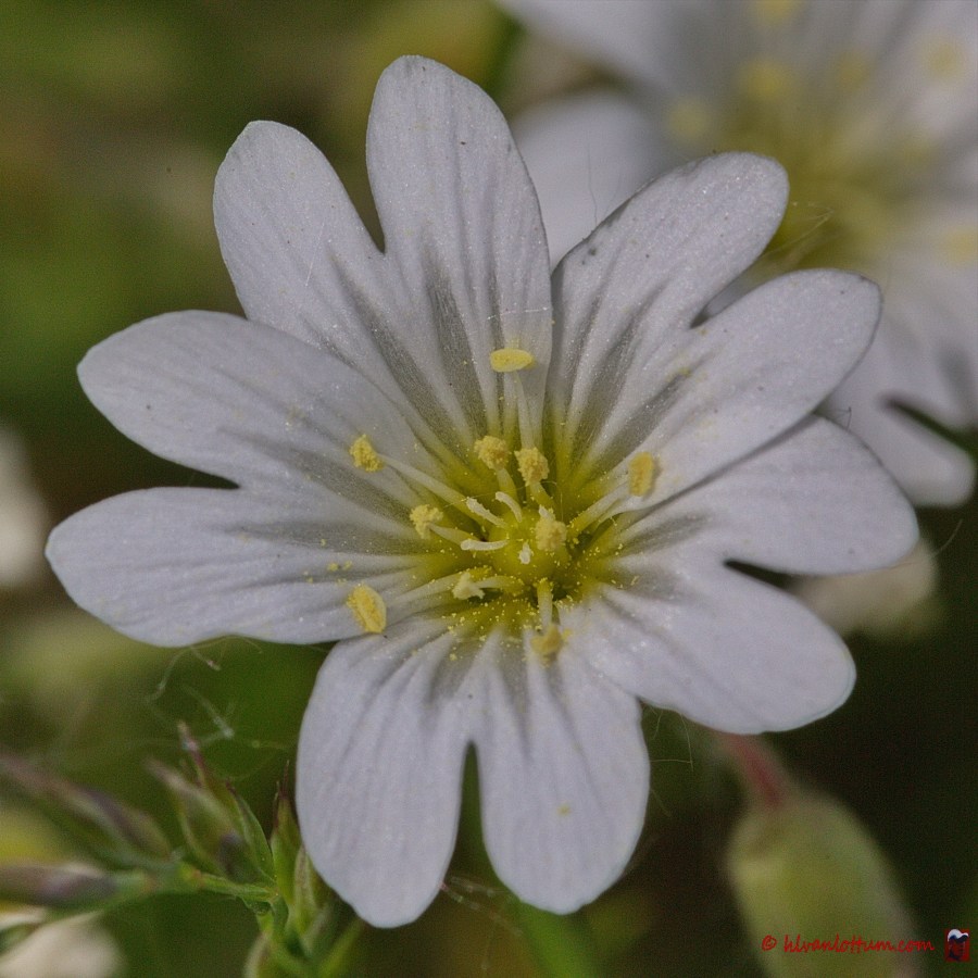 Gewone hoornbloem - cerastium vulgatum