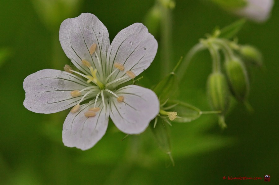 Geranium maculatum