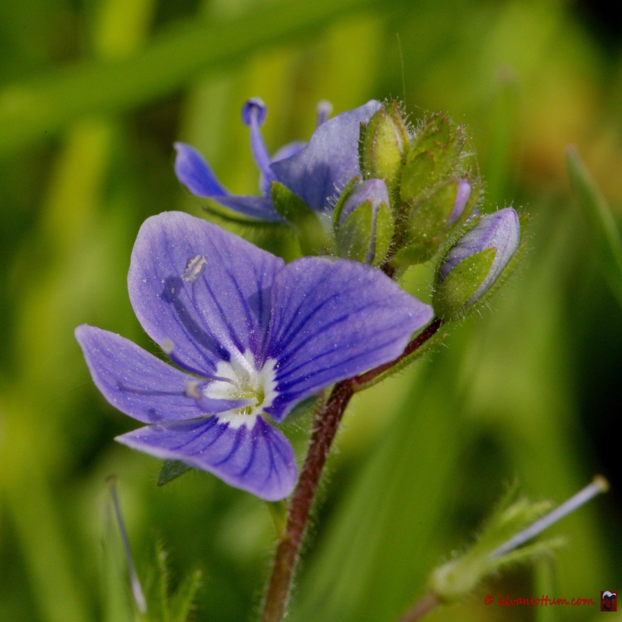 Veronica chamaedrys - gewone ereprijs