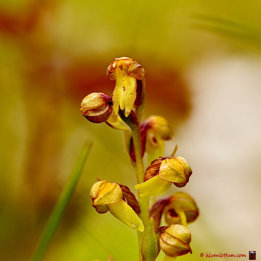 Groene nachtorchis - dactylorhiza viridis