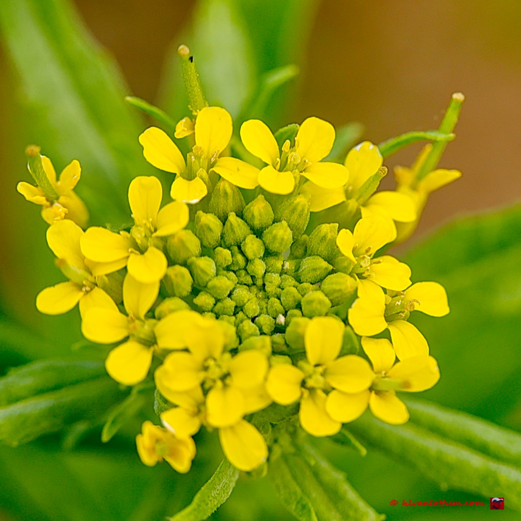 Gewone steenraket - erysimum cheirantoides