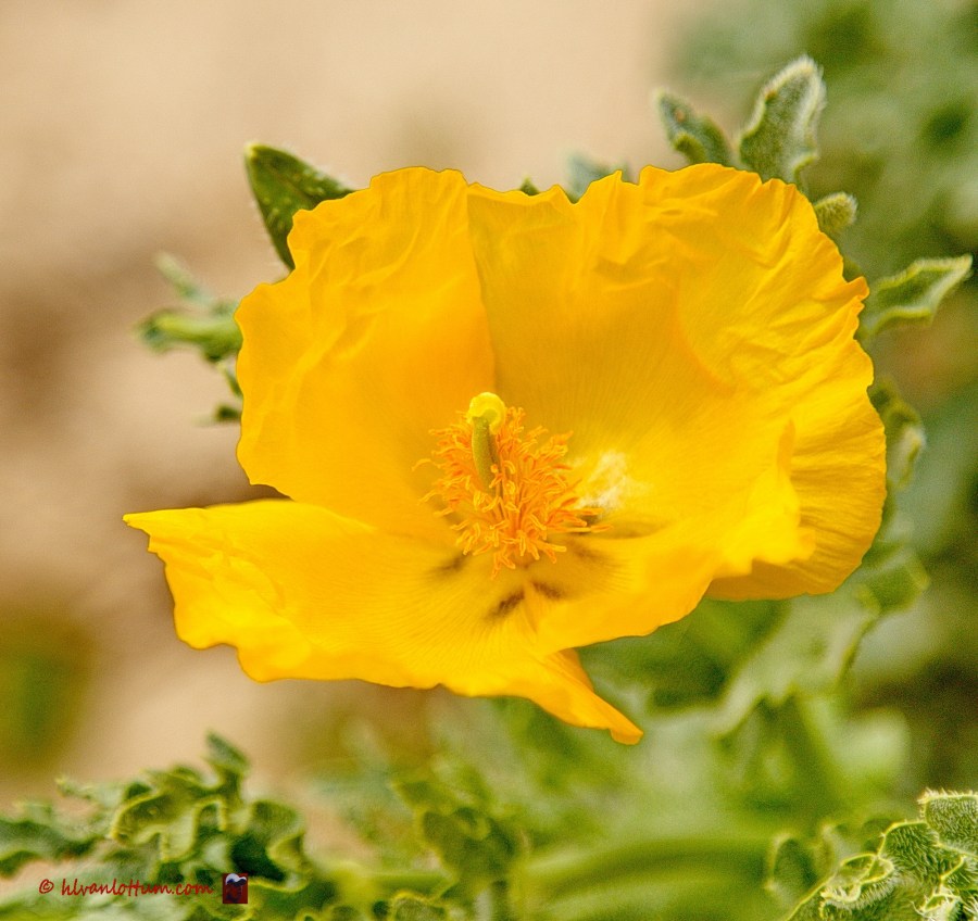 Gele hoornpapaver - glaucium flavum