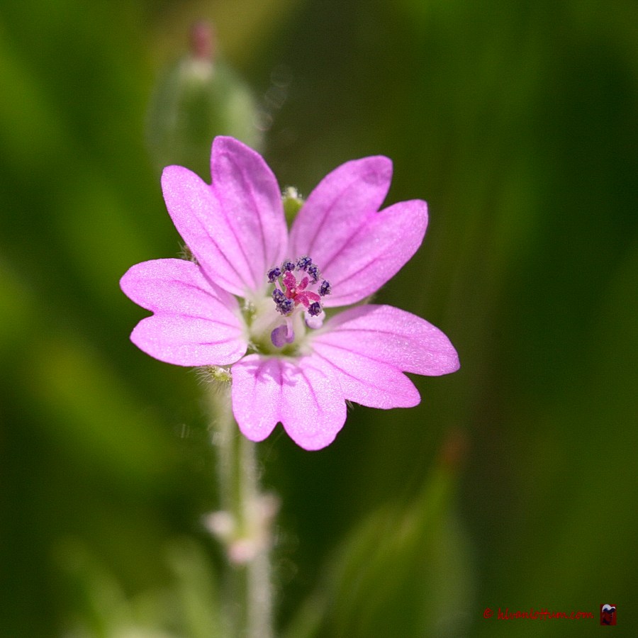 Zachte geranium - geranium molle