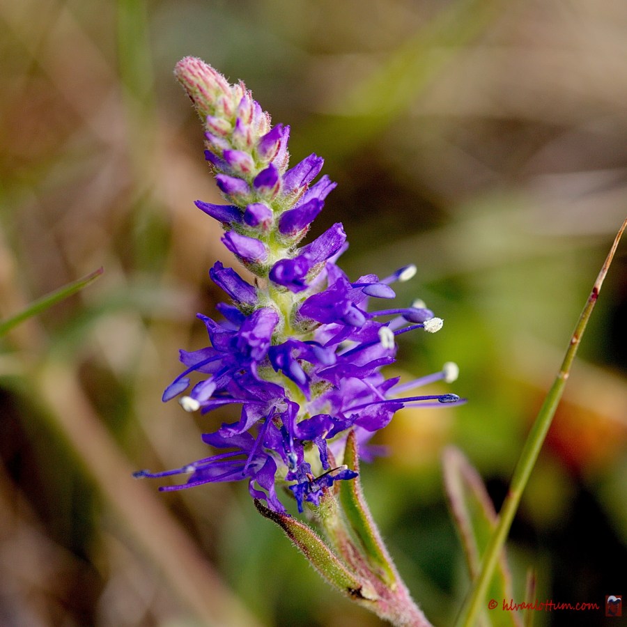 Gewone vleugeltjesbloem - polygala vulgaris