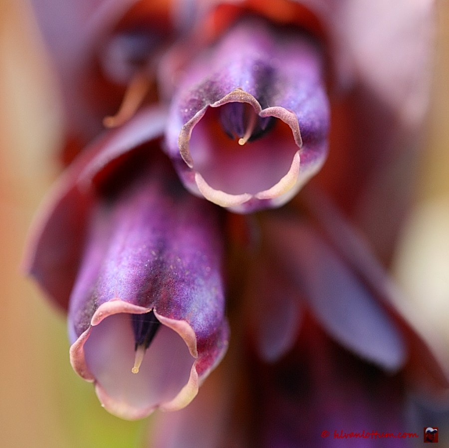 Grote wasbloem - cerinthe major