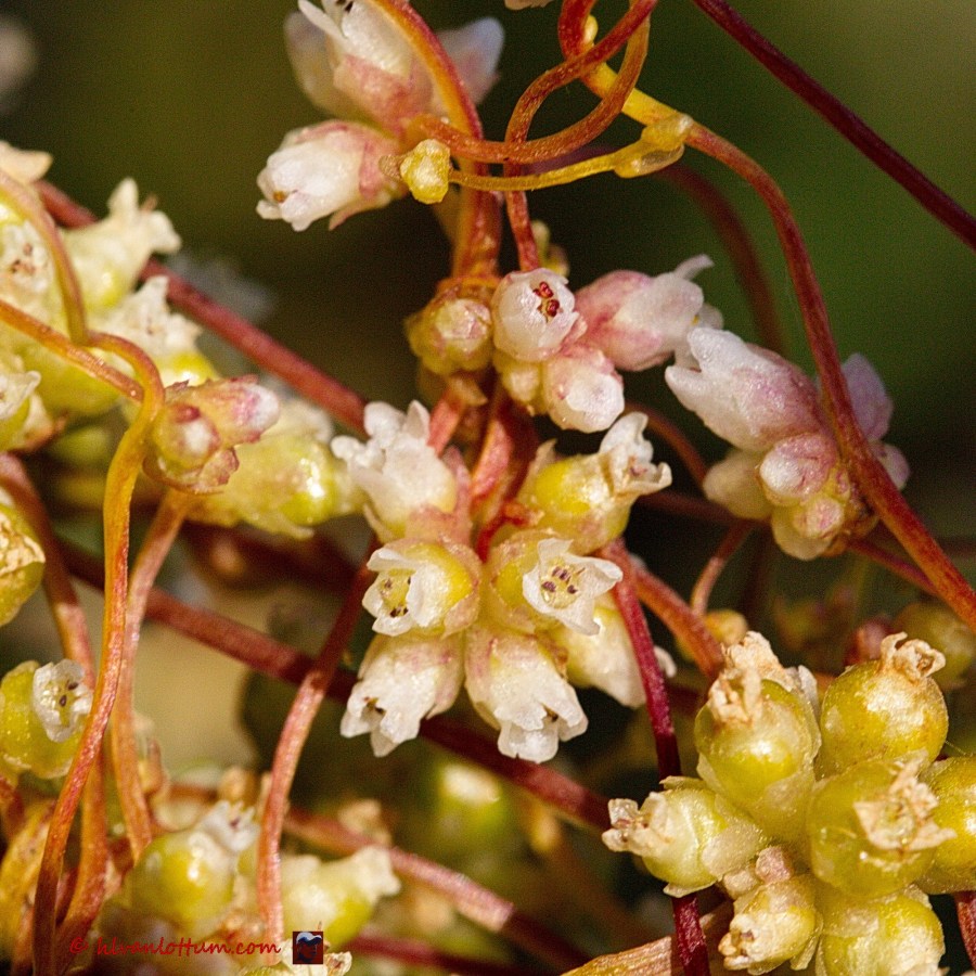 Groot warkruid - cuscuta europaea