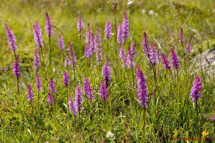 Grote muggenorchis - gymnadenia conopsea