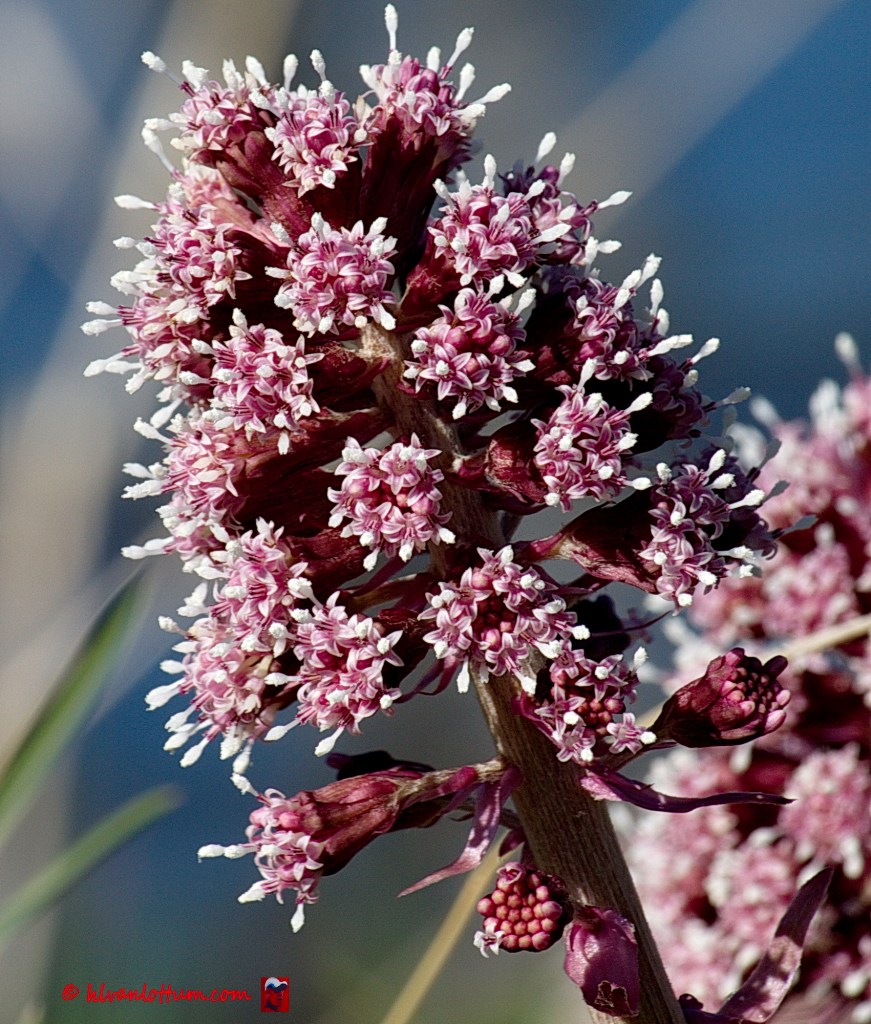 Groot hoefblad - petasites hybridus