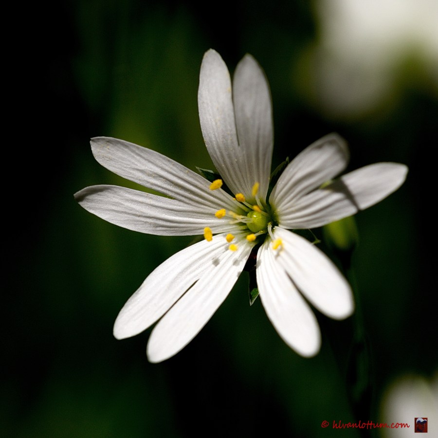 Grote muur - stellaria holostea