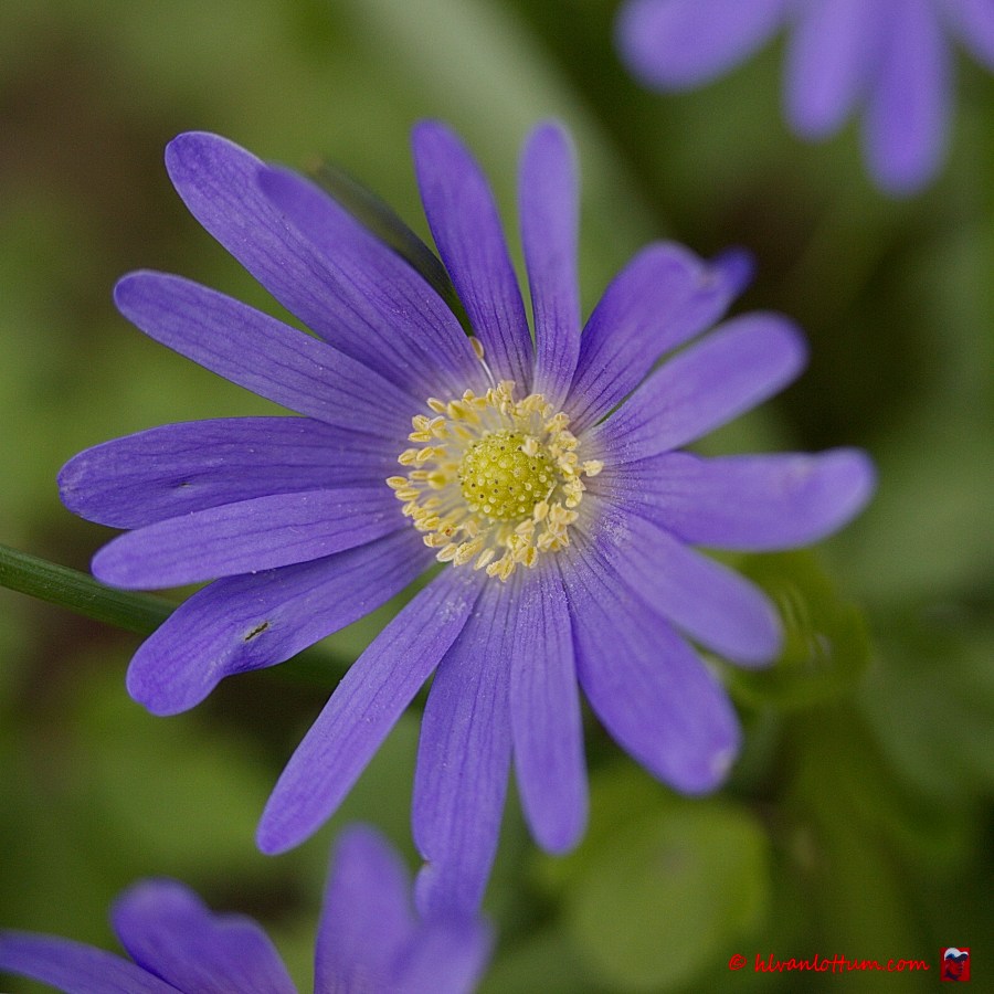Oosterse anemoon - anemone blanda
