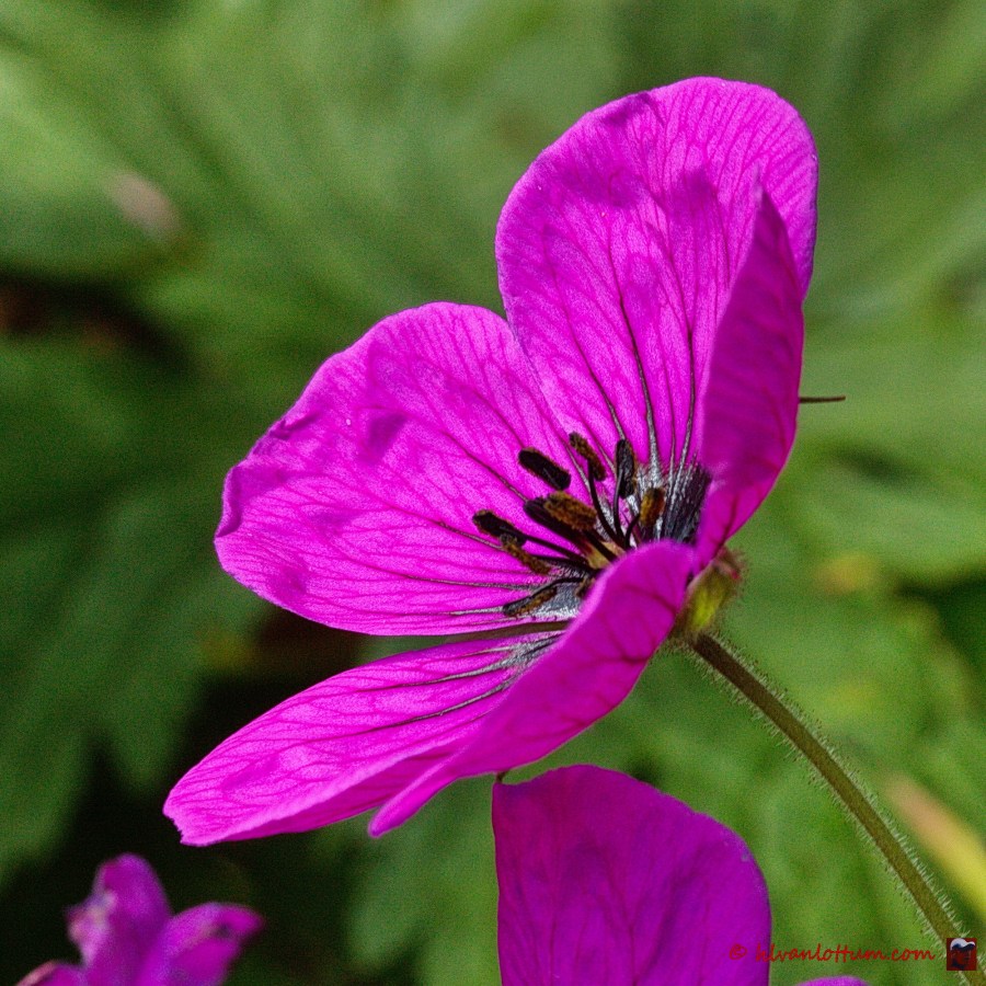 Geranium psilostemon