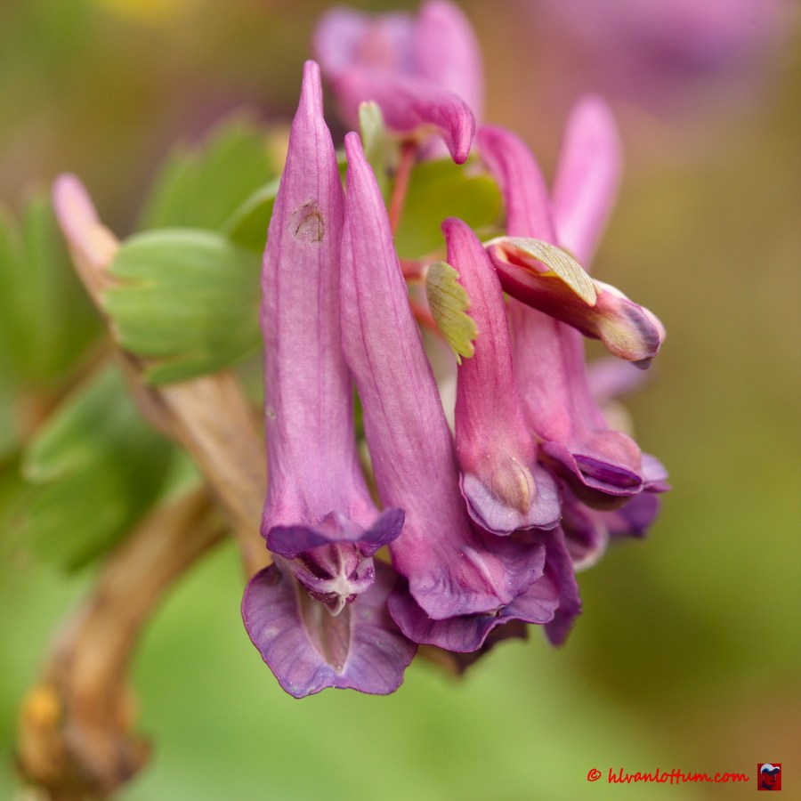 Holwortel - corydalis cava