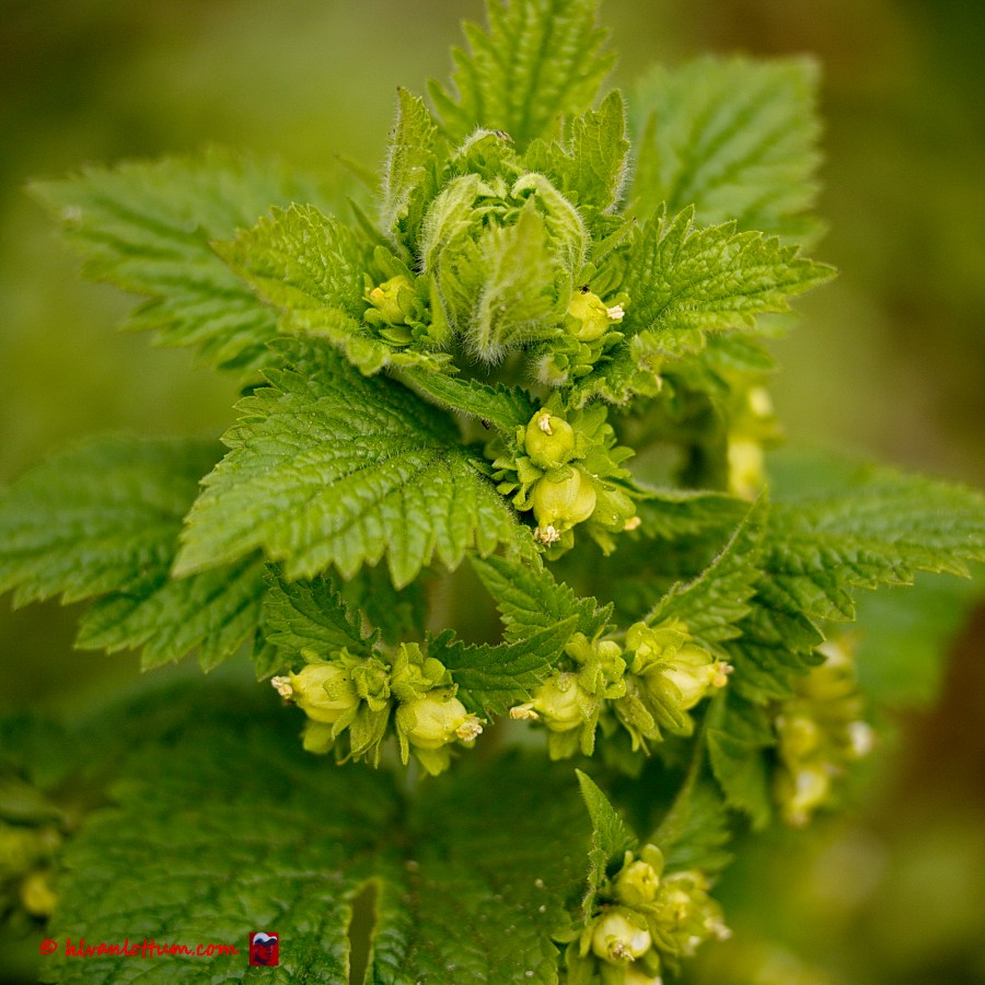 Voorjaarshelmkruid - scrophularia vernalis
