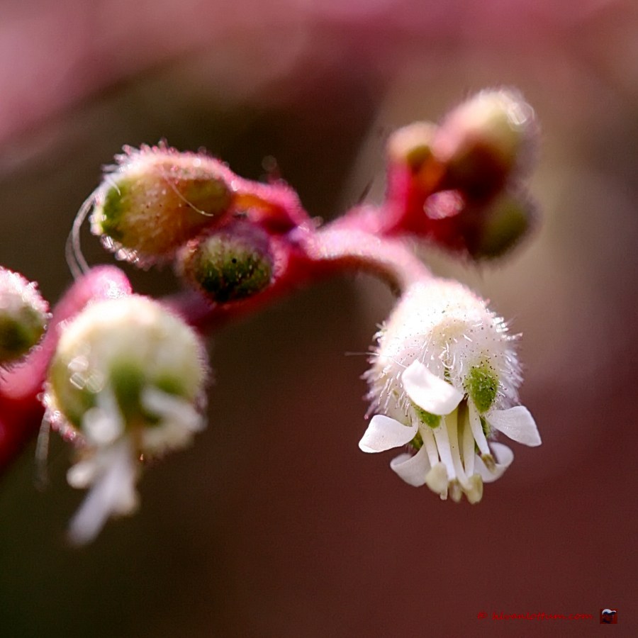 Purperklokje - heuchera micrantha
