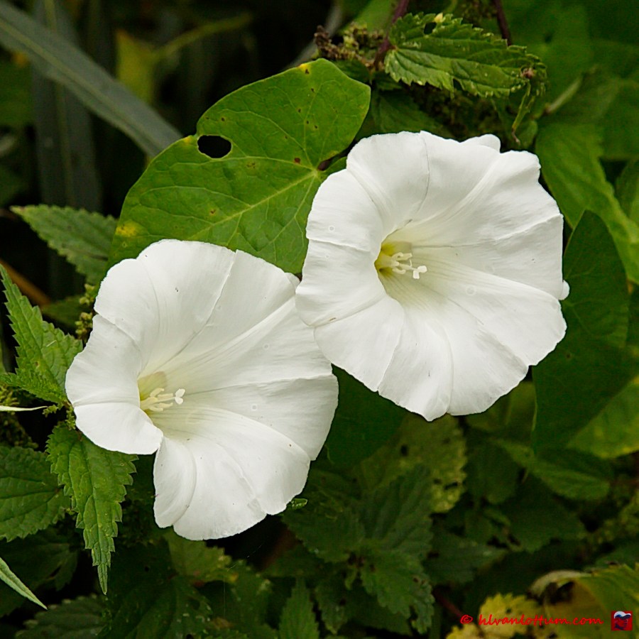 Akkerwinde - convolvulus sepium