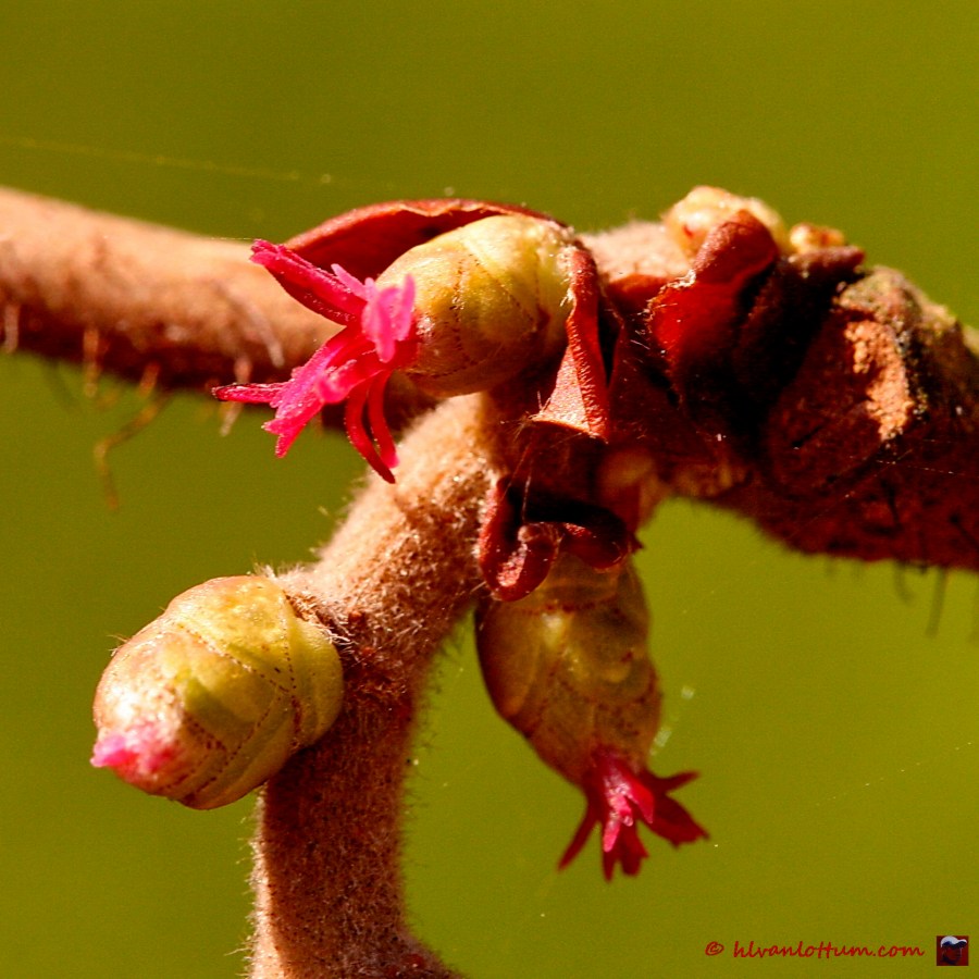 Hazelaar - corylus avellana