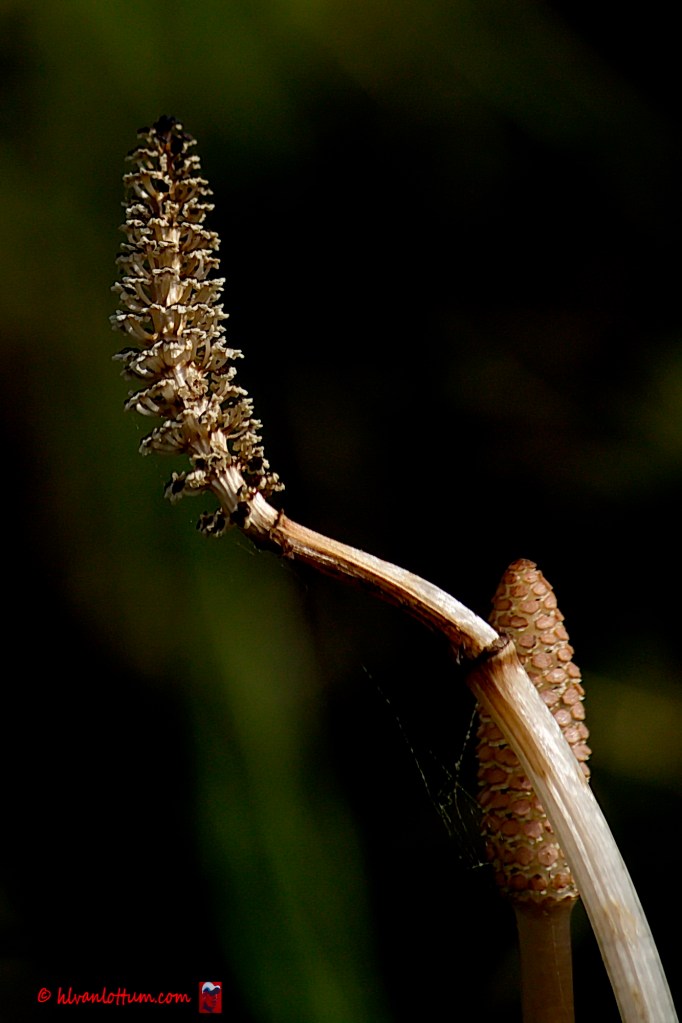 Heermoes - equisetum arvense