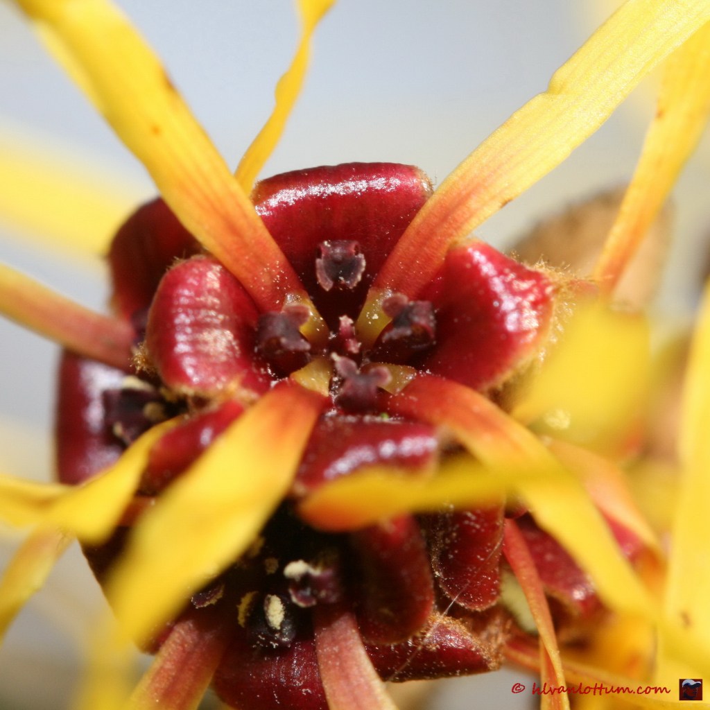 Toverhazelaar - hamamelis mollis