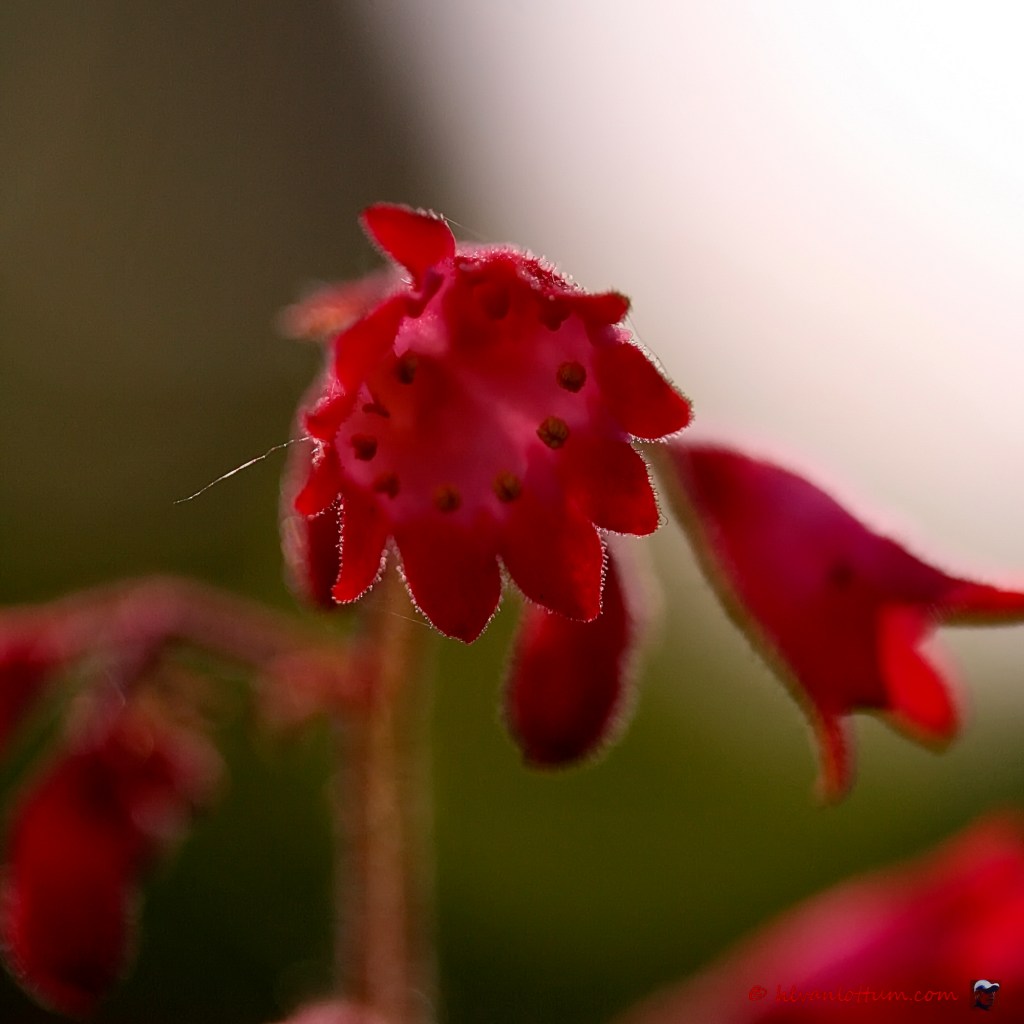 Purperklokje - heuchera sanguinea