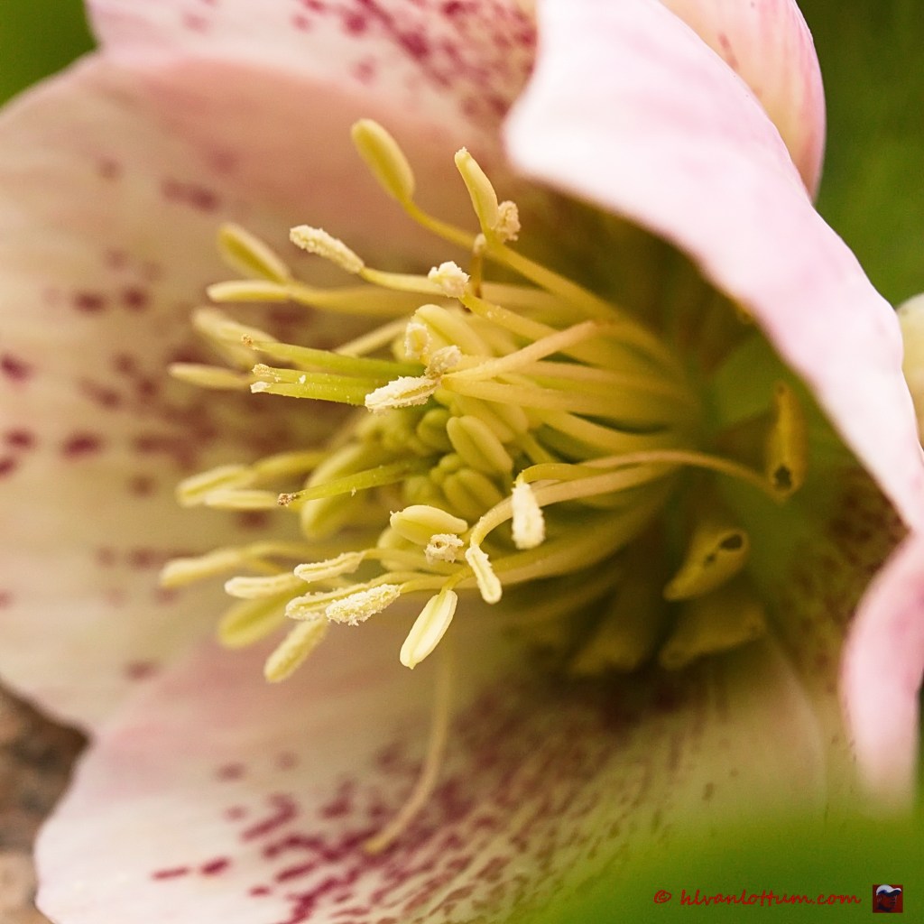 Nieskruid - helleborus orientalis
