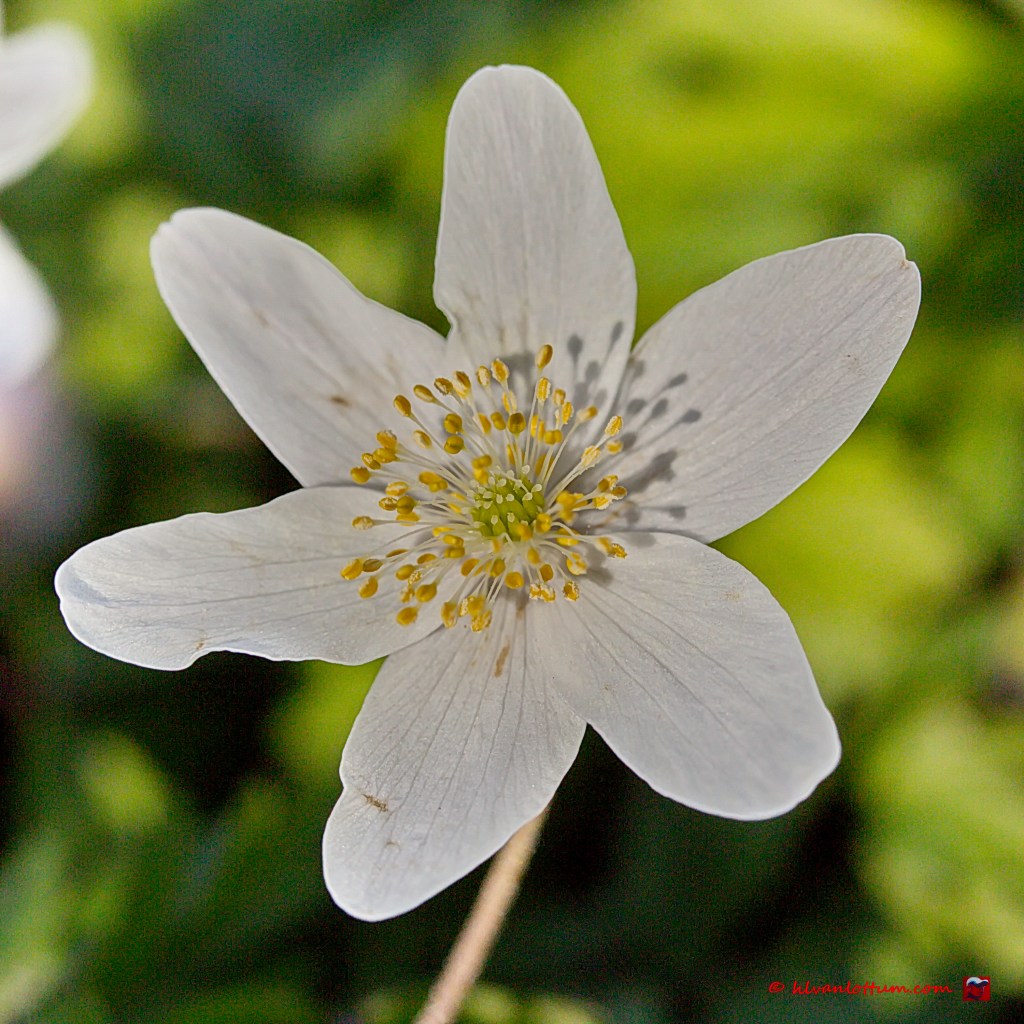 Bosanemoon - Anemone quinquefolia