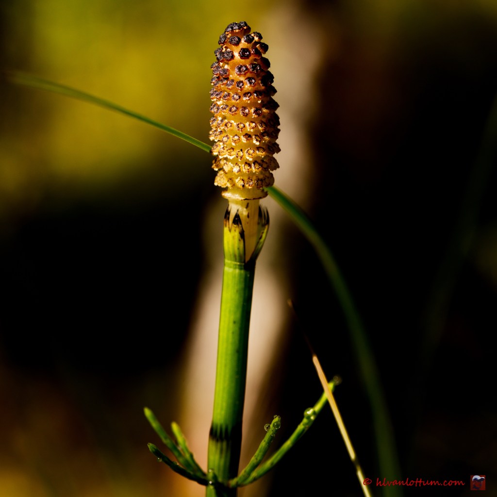Holpijp - equisetum fluviatile